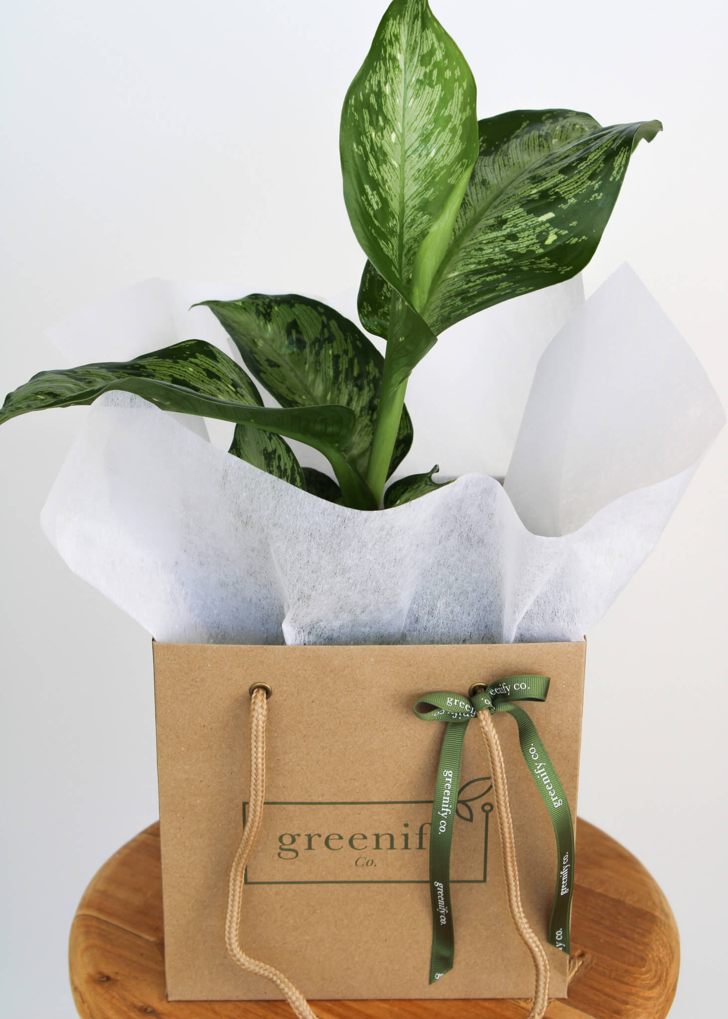 Dieffenbachia
