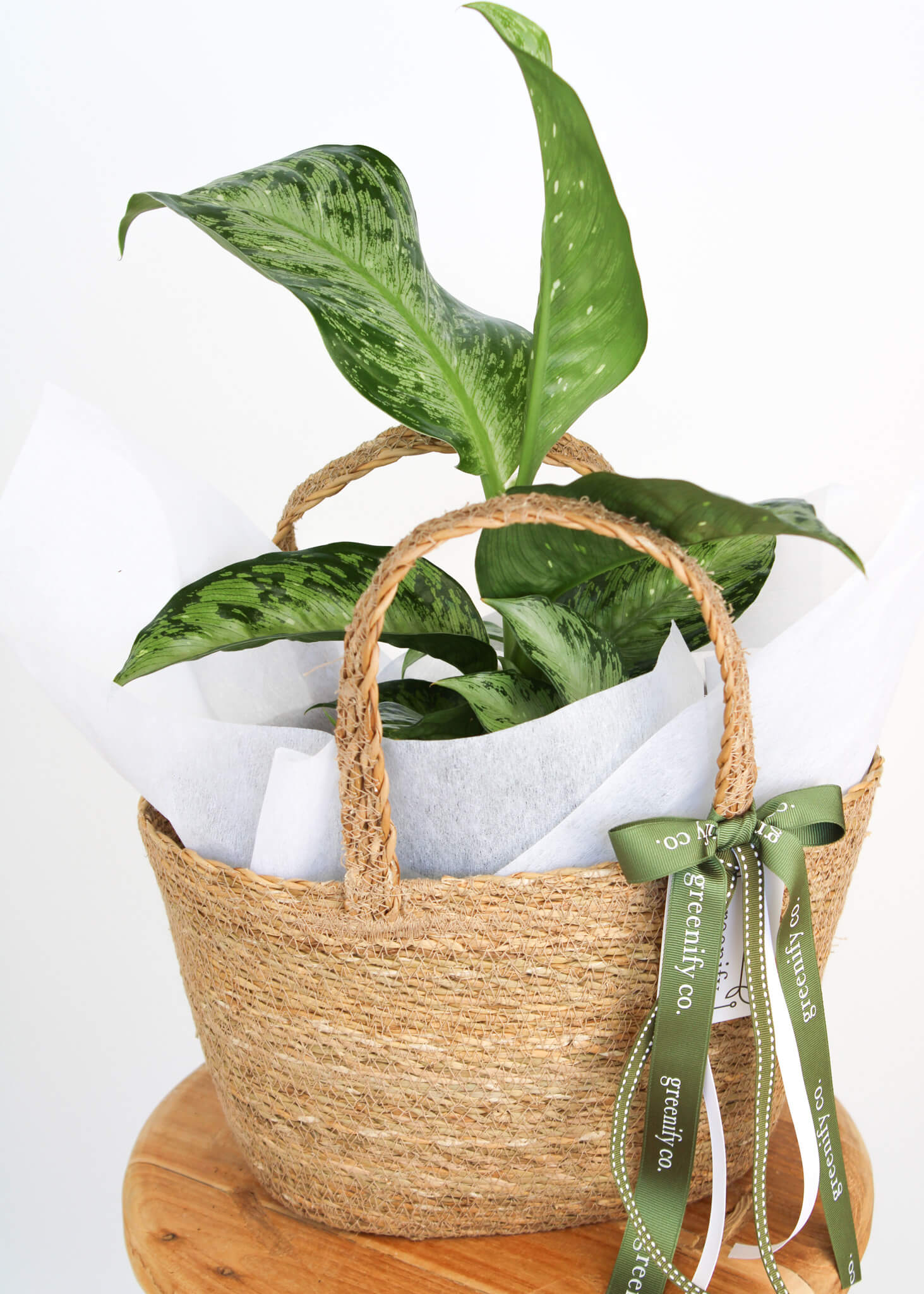 Dieffenbachia