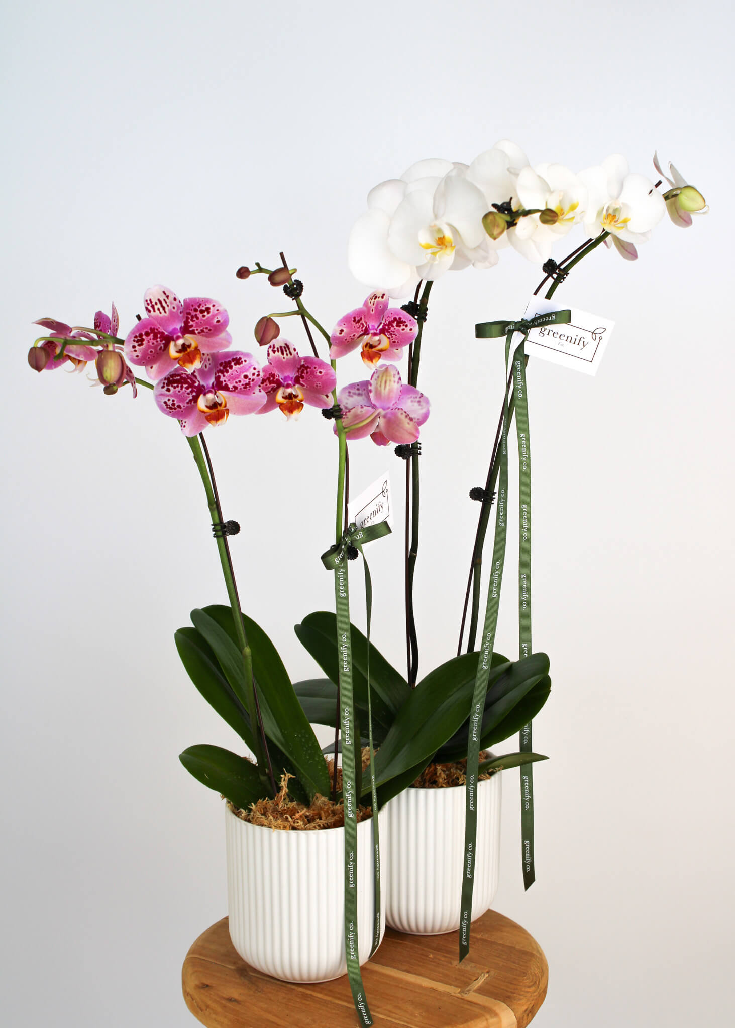 Orchid - Double