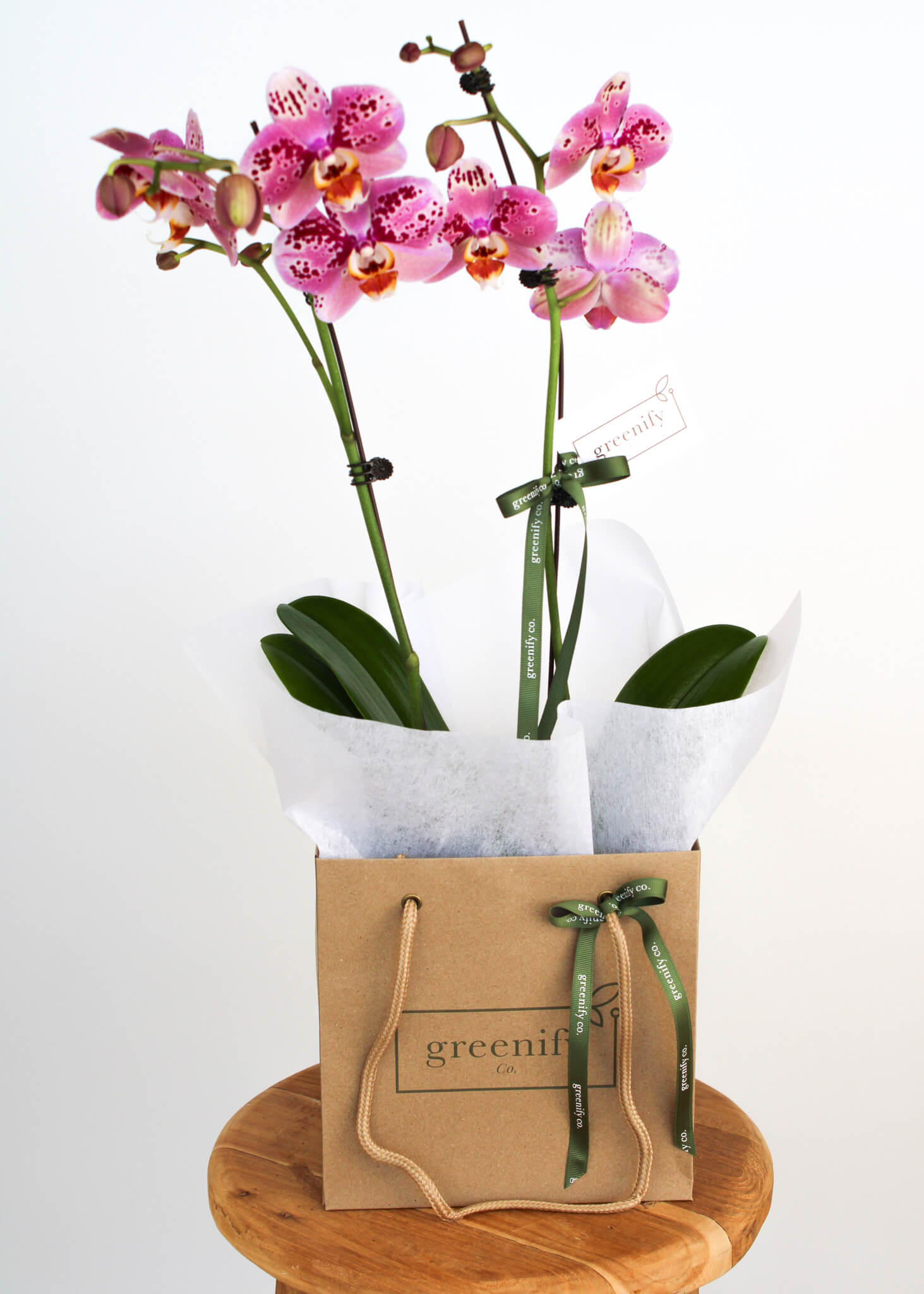 Orchid - Double