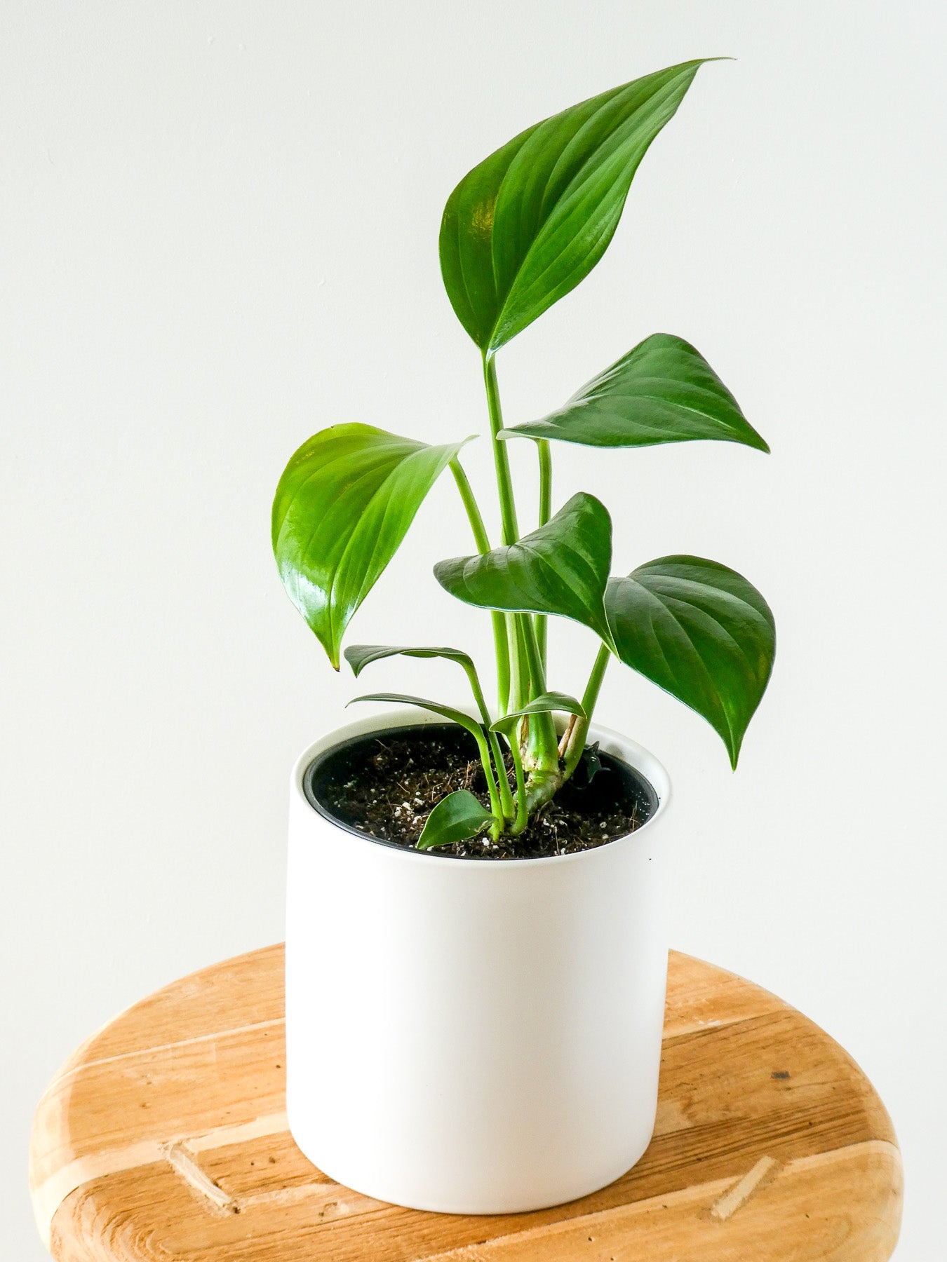 Dragons Tail Epipremnum Pinnatum  Plant in White Pot