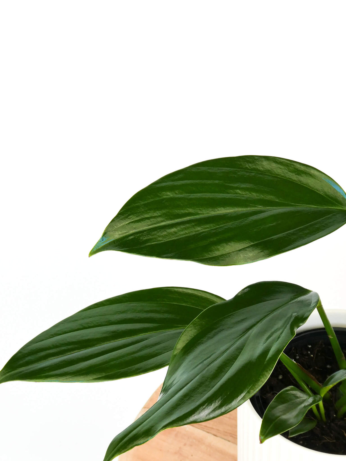 Close-up of Dragons Tail plant leaves with prominent veins, photographed against a clean white background with a small portion of a wooden surface and pot visible.