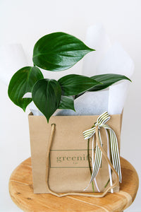 Dragon Tail Plant in Greenify Co Gift Bag