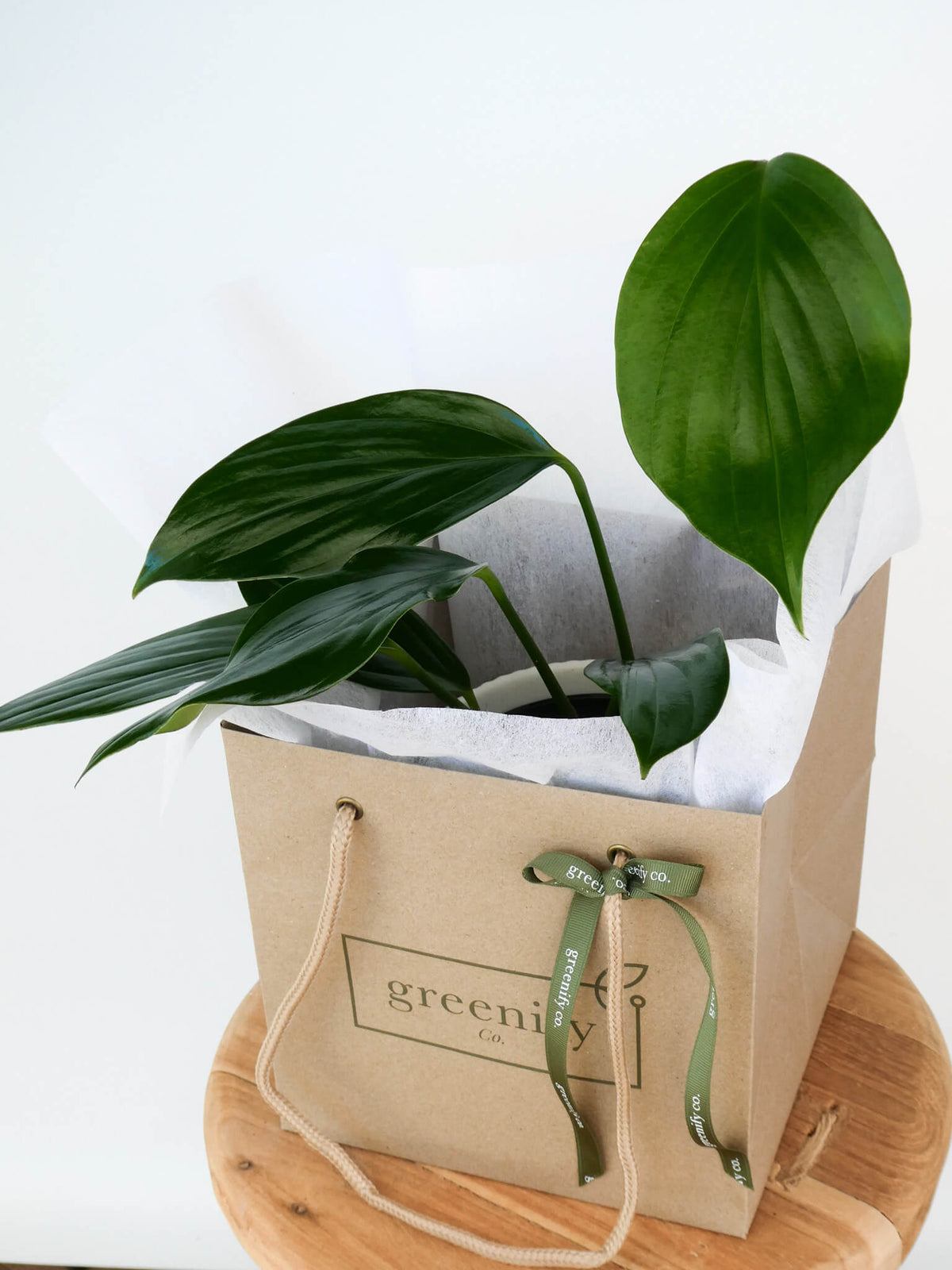 A dragon's tail houseplant with large glossy leaves arranged inside a kraft paper gift bag with white tissue paper, on a round wooden tray against a white background. The bag has a visible Greenify Co logo and ribbon.