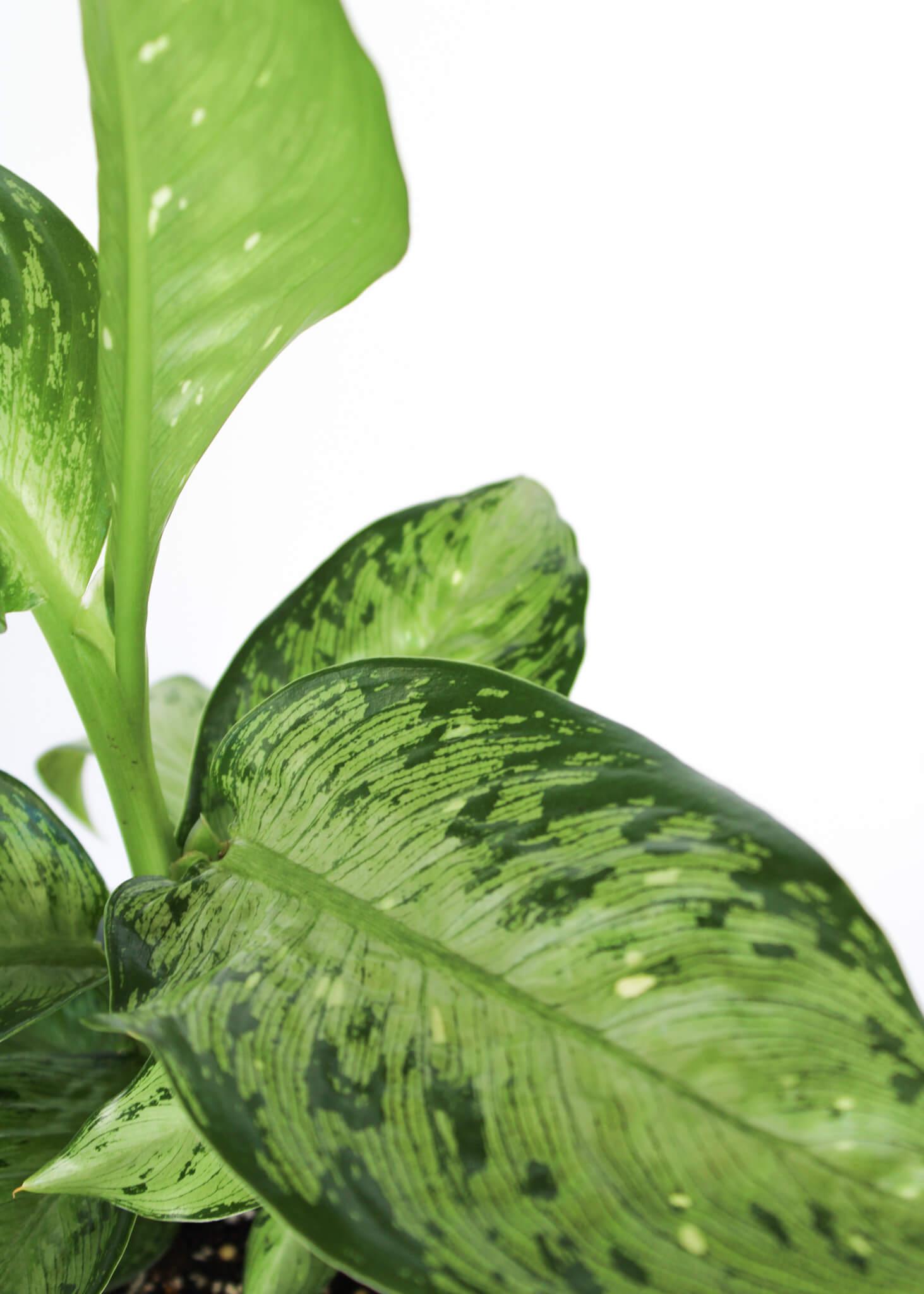 Dieffenbachia