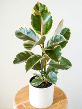 Load image into Gallery viewer, Ficus Tineke Rubber Plant in White Pot