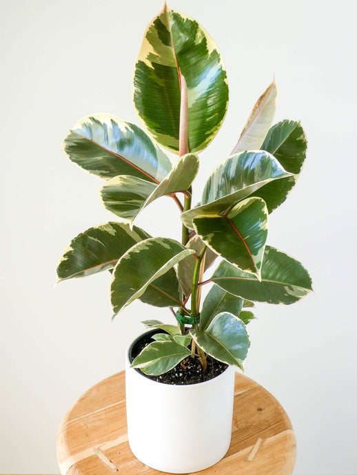 Ficus Tineke Rubber Plant in White Pot
