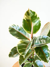 Load image into Gallery viewer, White and Green Leaves on Ficus Tineke Plant