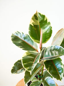 White and Green Leaves on Ficus Tineke Plant