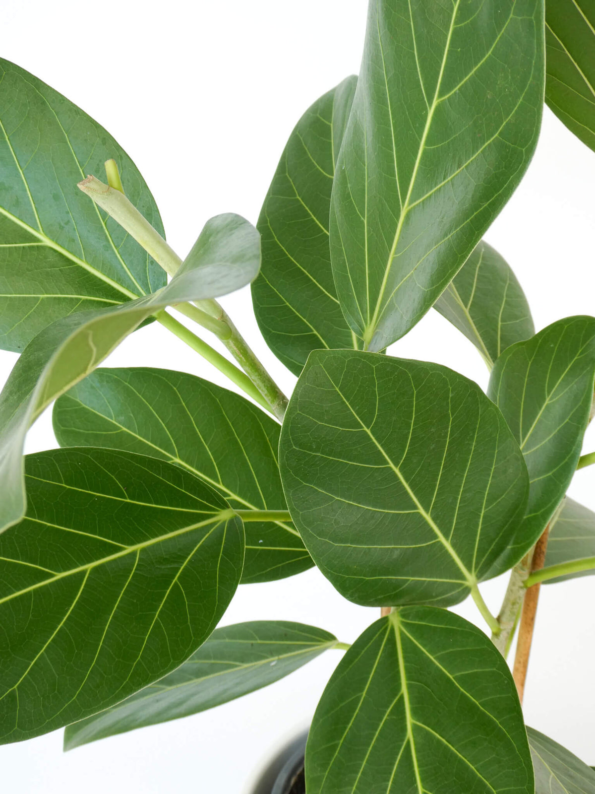 Close-up of a ficus audrey houseplant with large oval leaves and prominent light green veins on a white background.