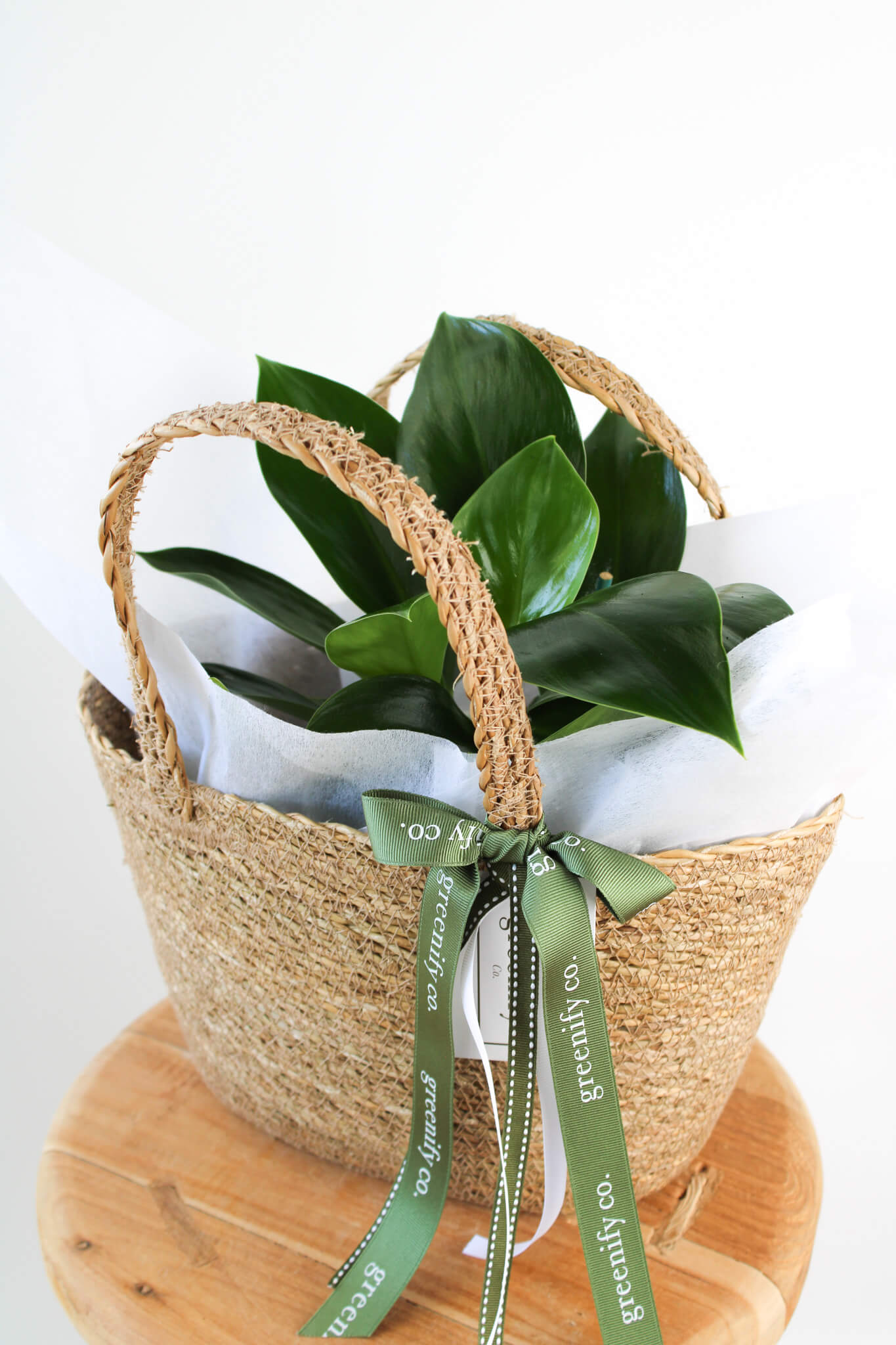 Philodendron Green Princess