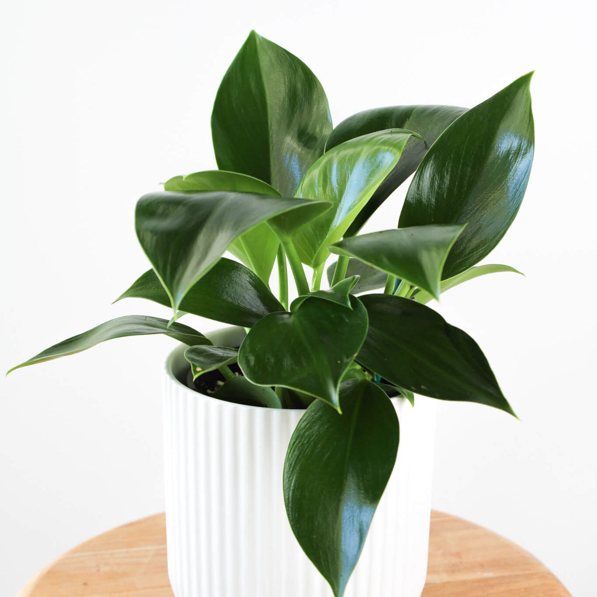 philodendron for sale perth Green Princess Plant | Perth Plant Delivery