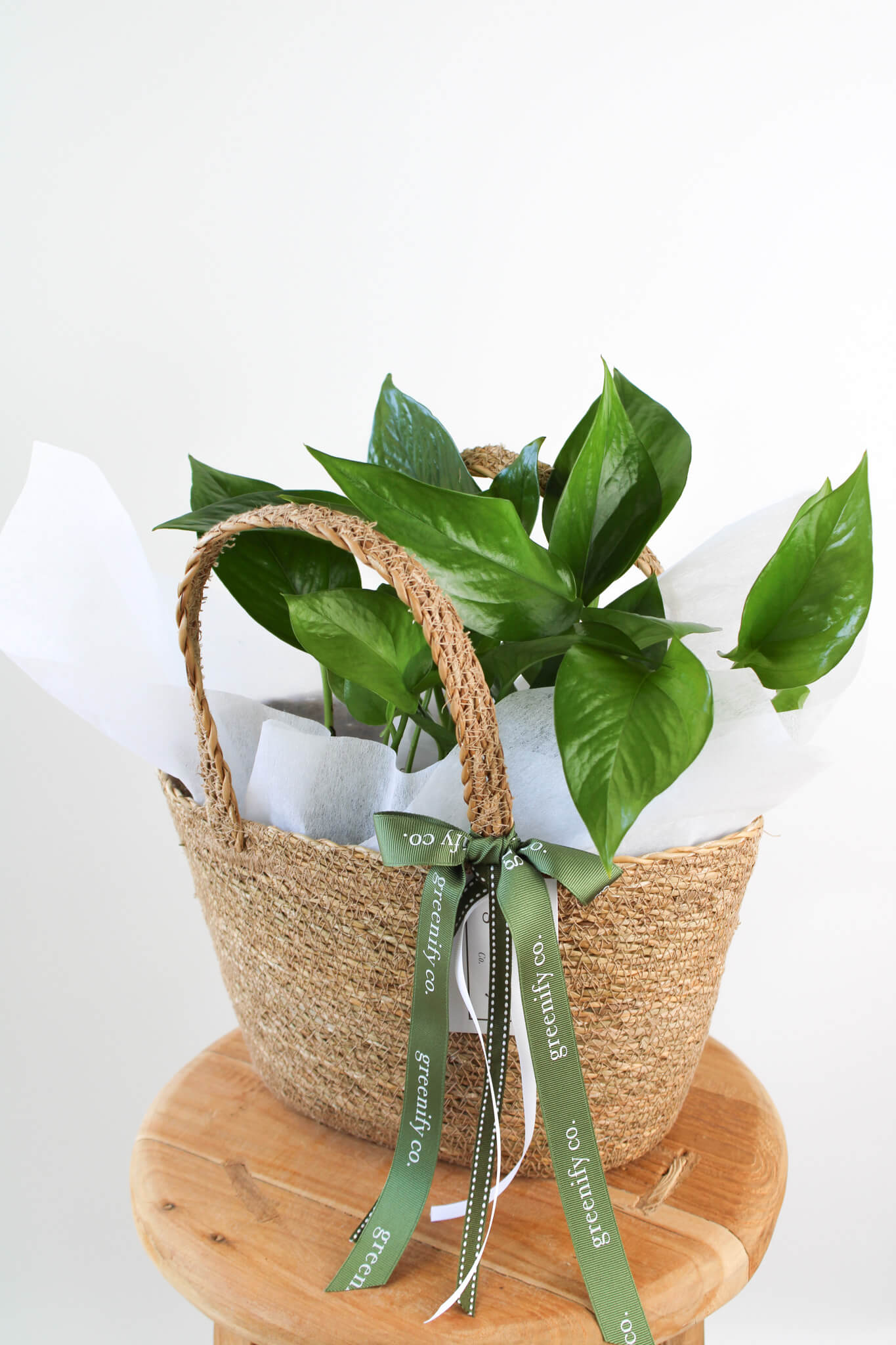 Green Dragon Pothos