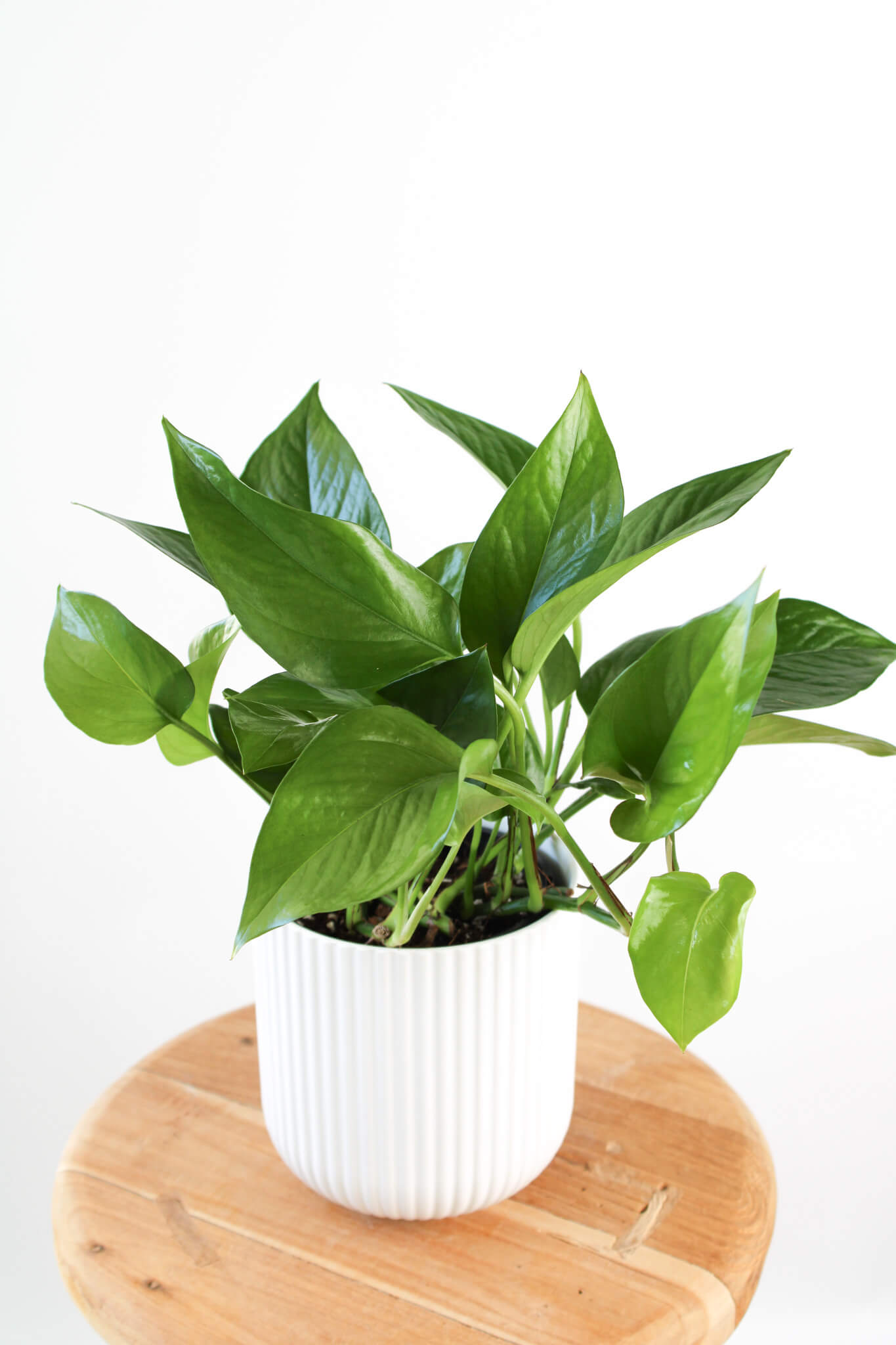 Green Dragon Pothos