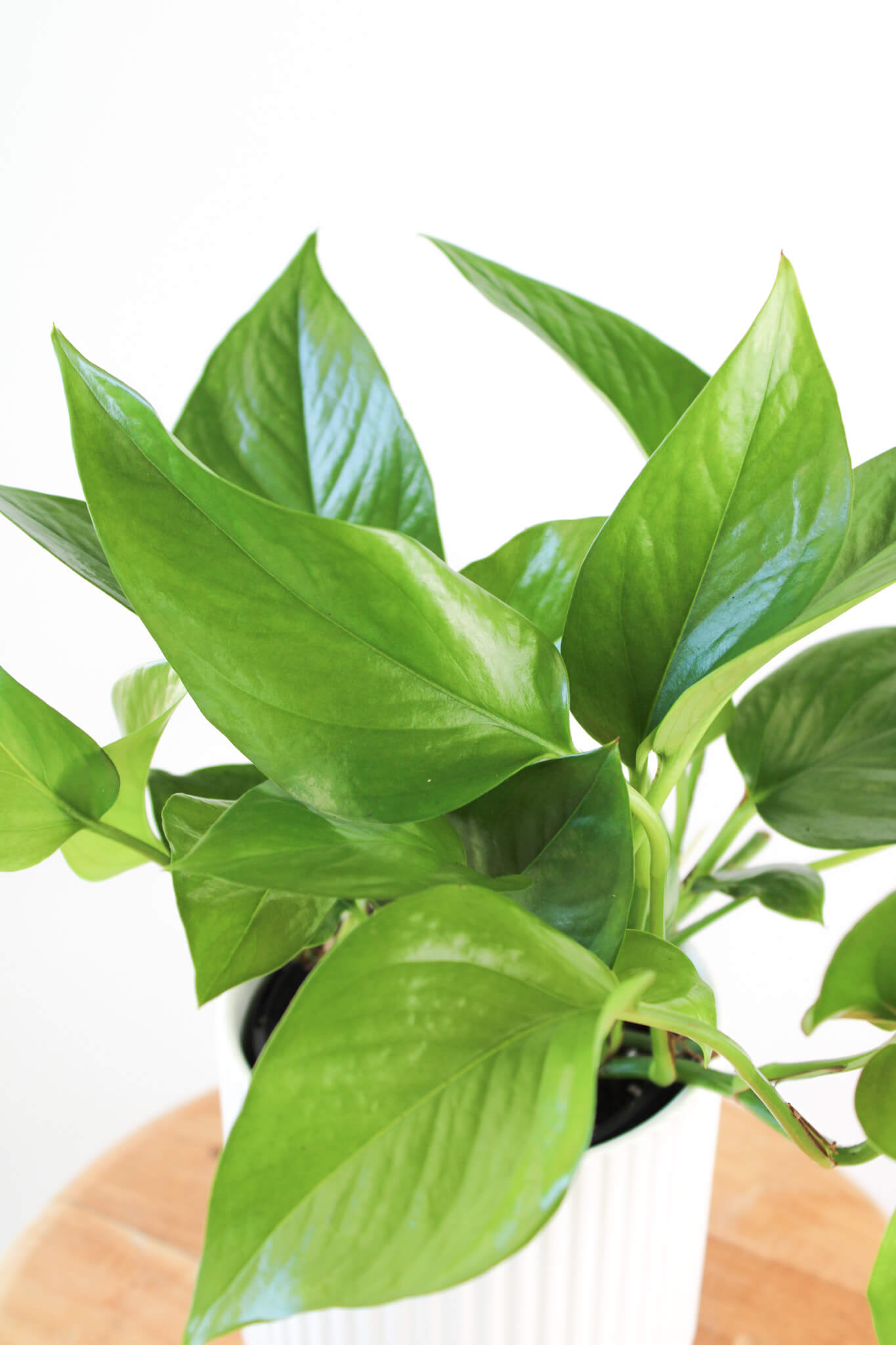 Green Dragon Pothos