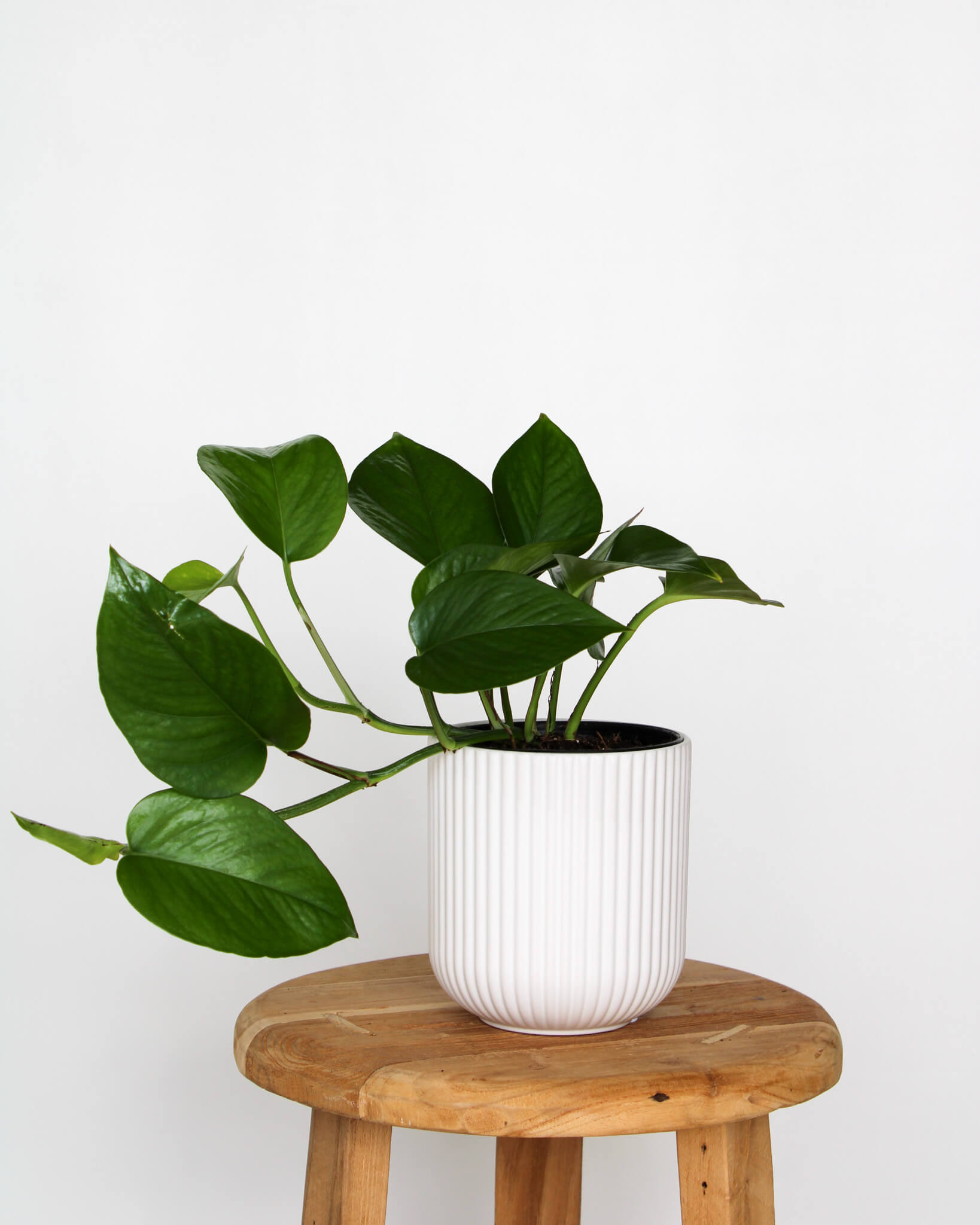 Green Dragon Pothos