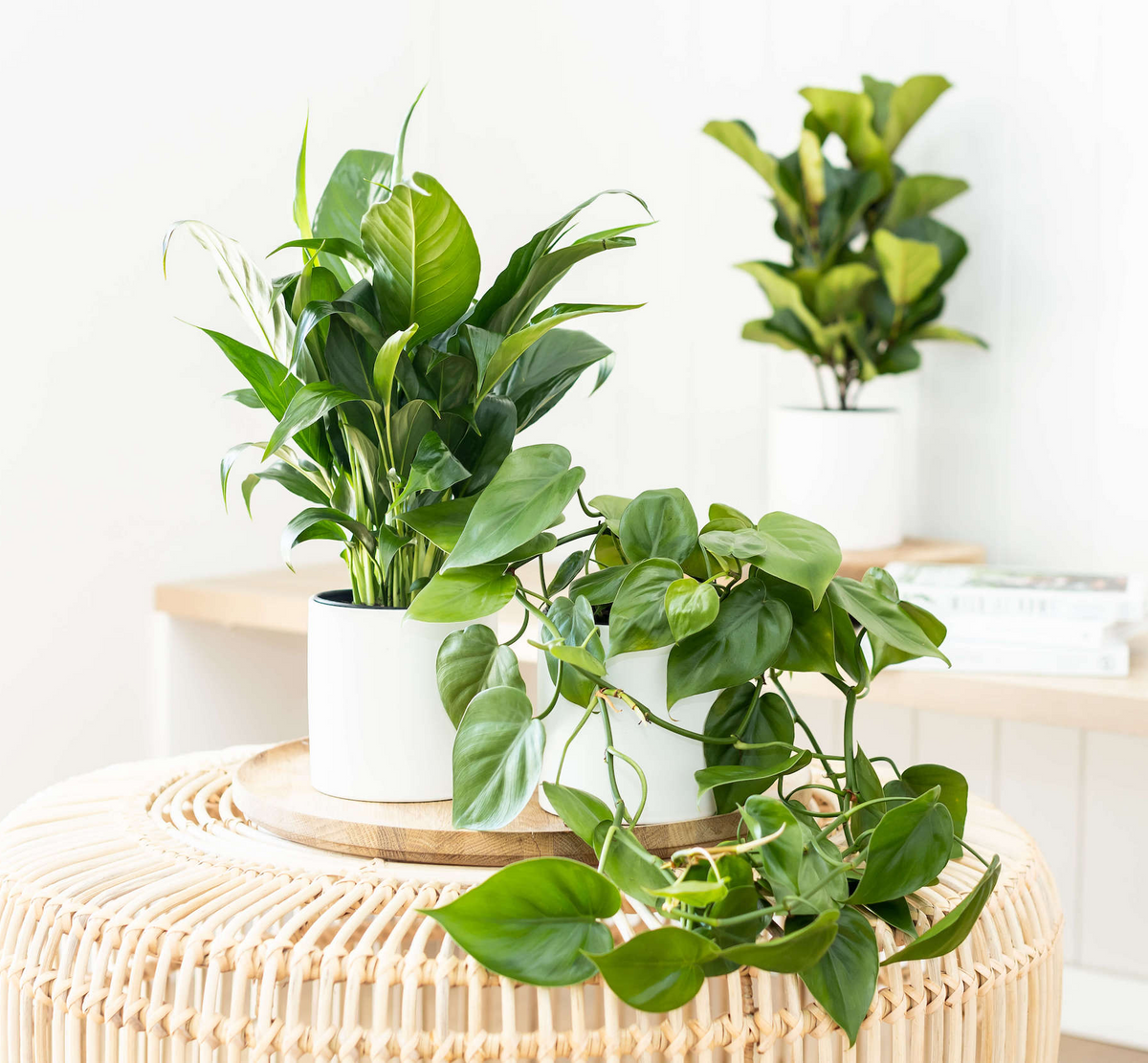Easy Care Indoor Plants in Ceramic Pots from Greenify Co in Perth