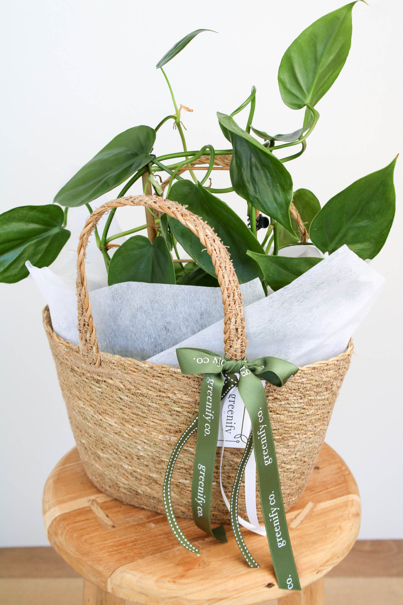 Heart Leaf Philodendron