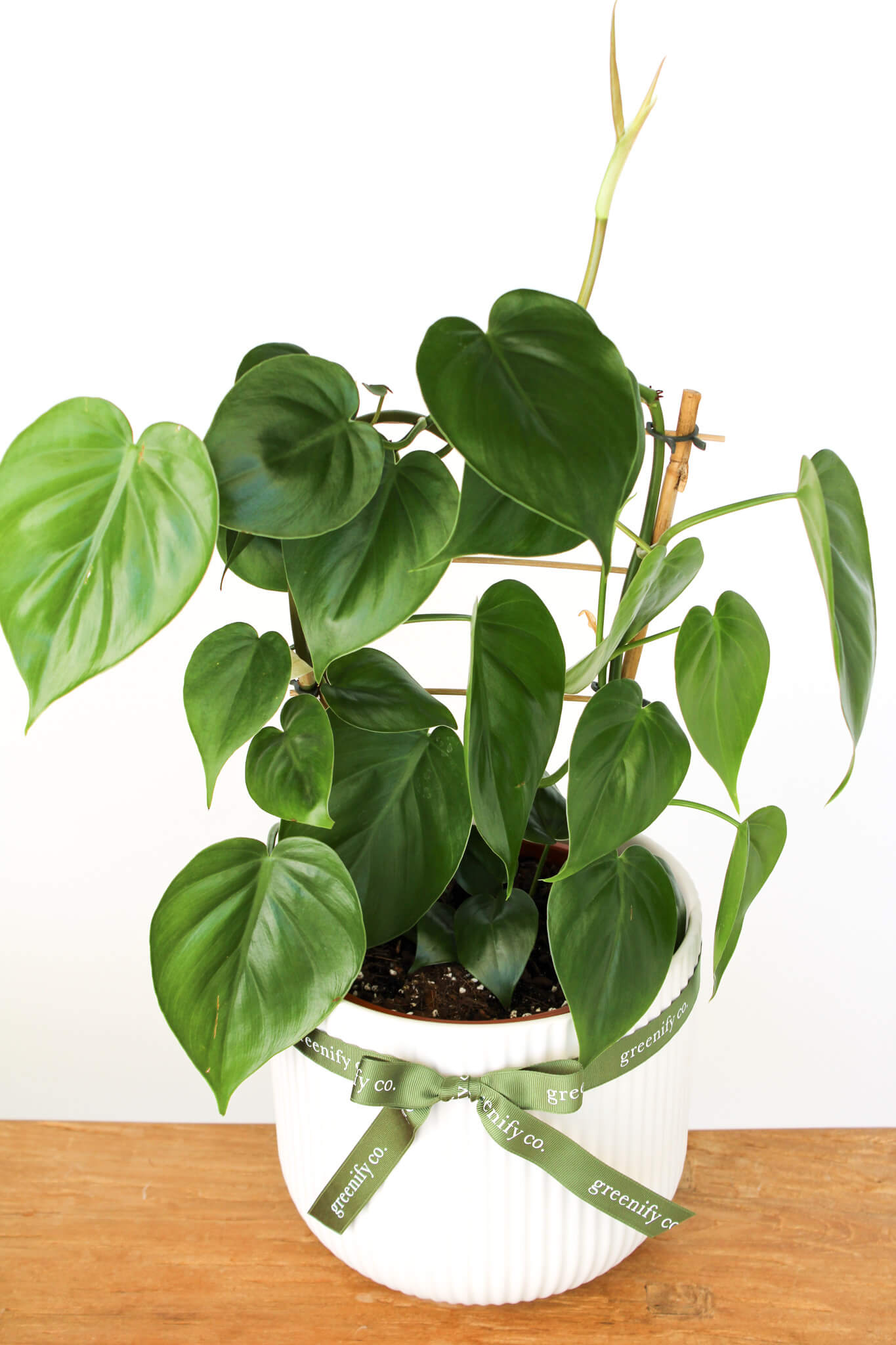 Potted Heart Leaf Philodendron plant in a white pot with a Greenidy Co. ribbon on a wooden surface