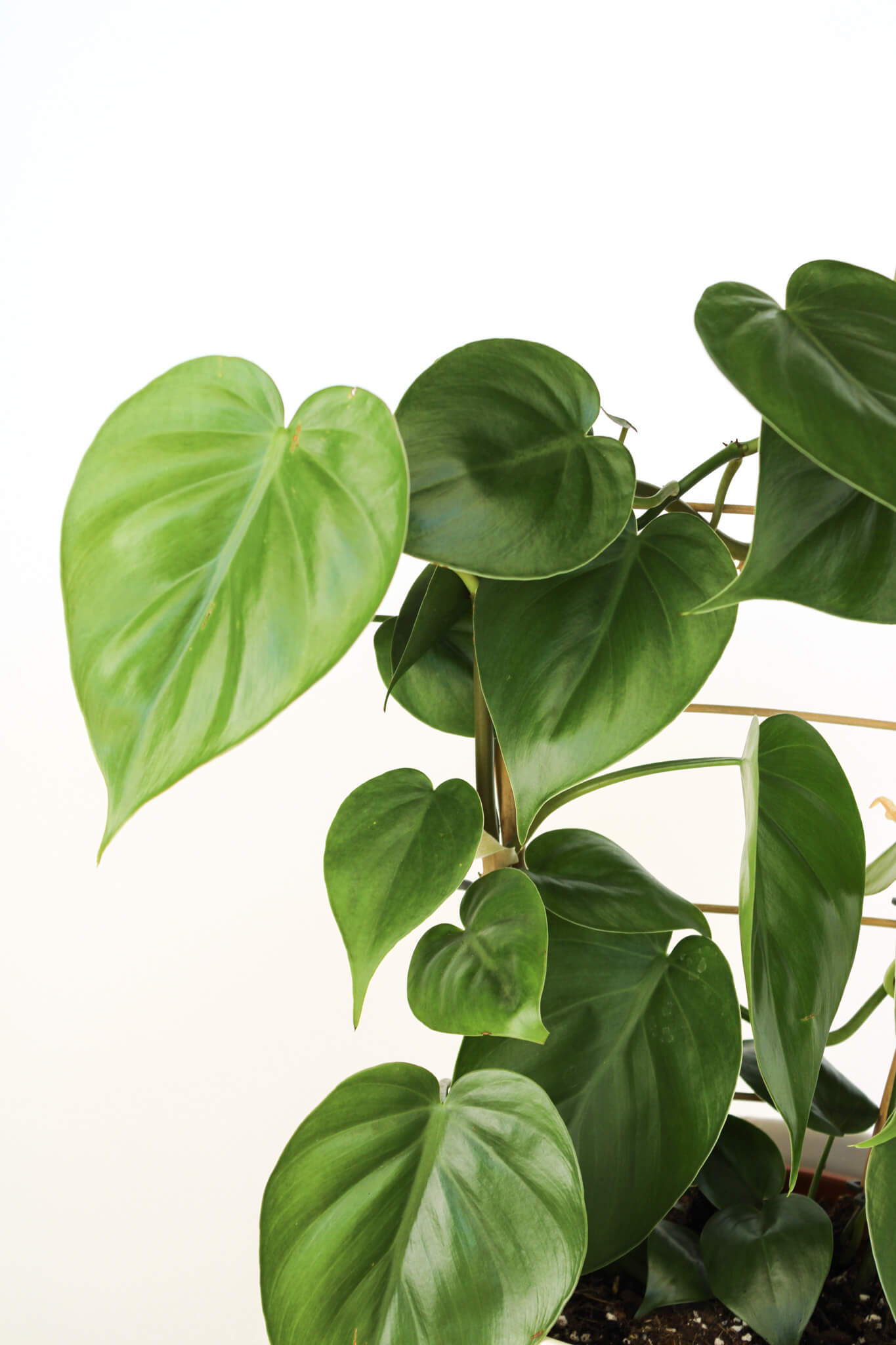 Heart-shaped green leaves of a philodendron plant on a white background