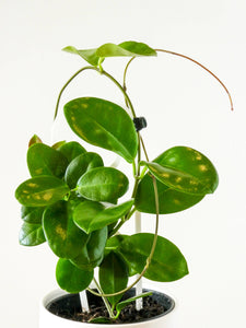 Hoya Australia Plant