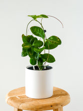Load image into Gallery viewer, Hoya Australian Vine Plant in Whit Pot