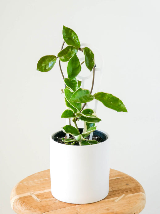 Variegated Hoya Carnosa Plant in White Pot