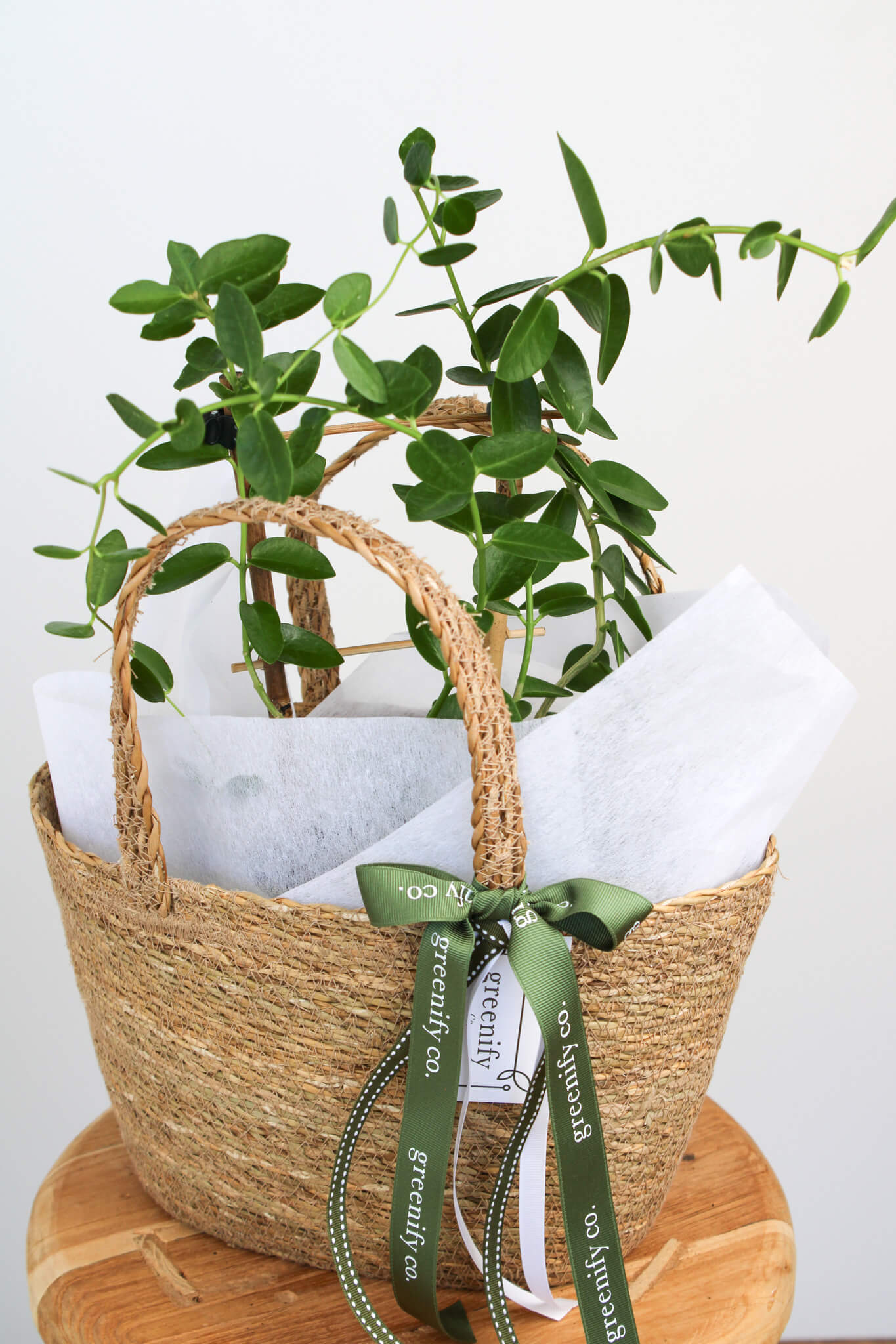 Hoya Cumingiana 'Wax Plant'