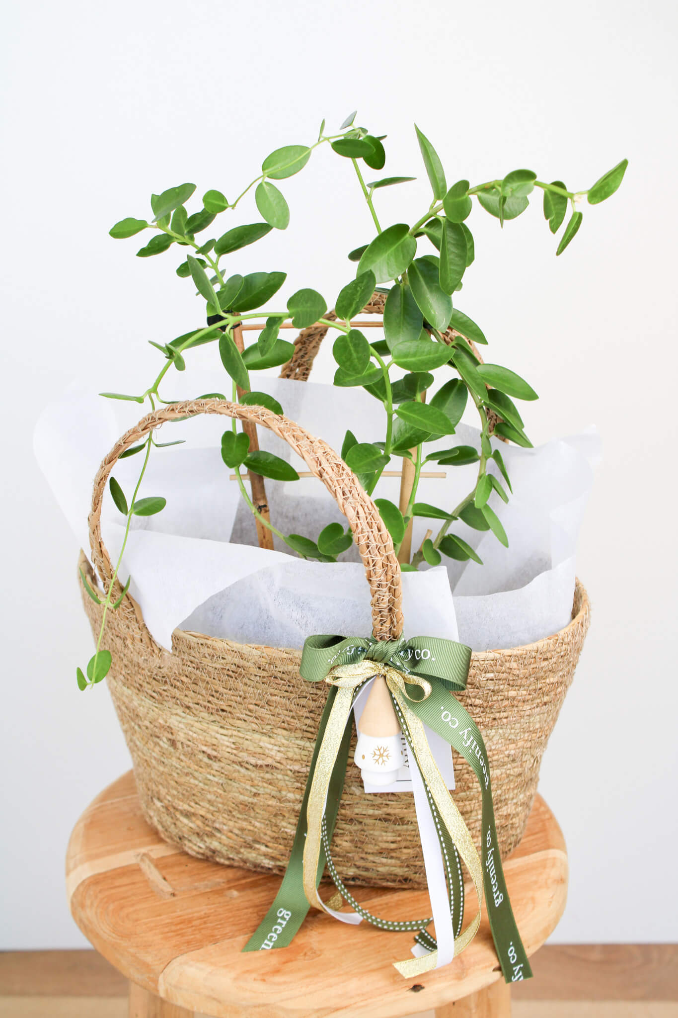 Hoya Cumingiana 'Wax Plant'