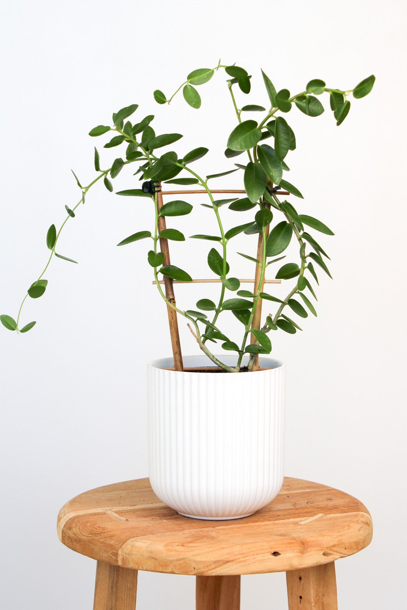 Hoya Cumingiana 'Wax Plant'