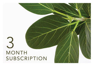 Indoor Plant Subscription, 3 Month Plant Delivery,, Greenify Co. 