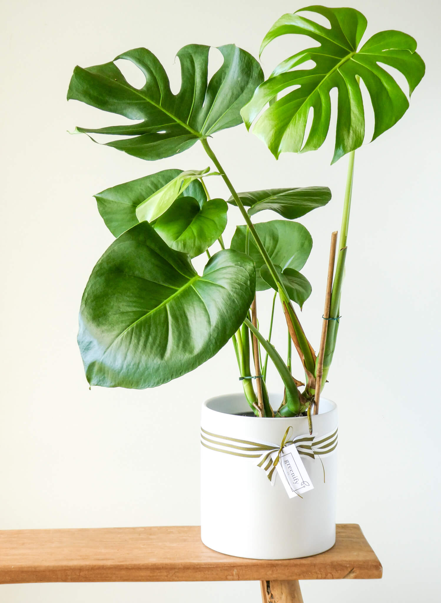 Monstera  - Large