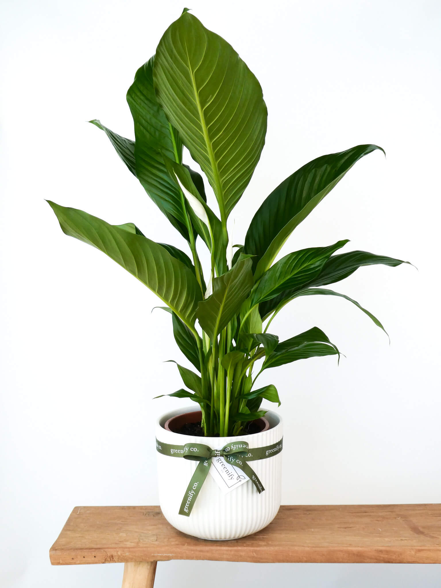 A potted Spathiphyllum plant with large green leaves in a white ribbed pot tied with a green ribbon, displayed on a wooden shelf against a white background.