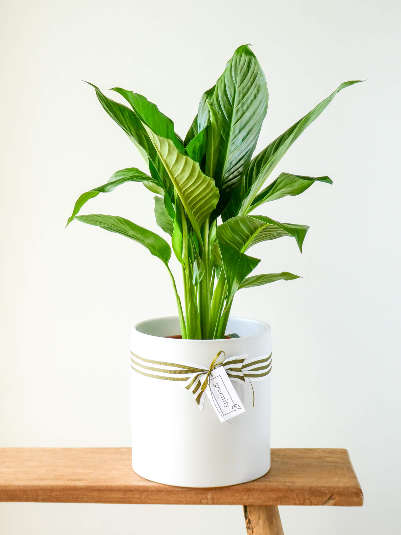 Peace Lily - Large