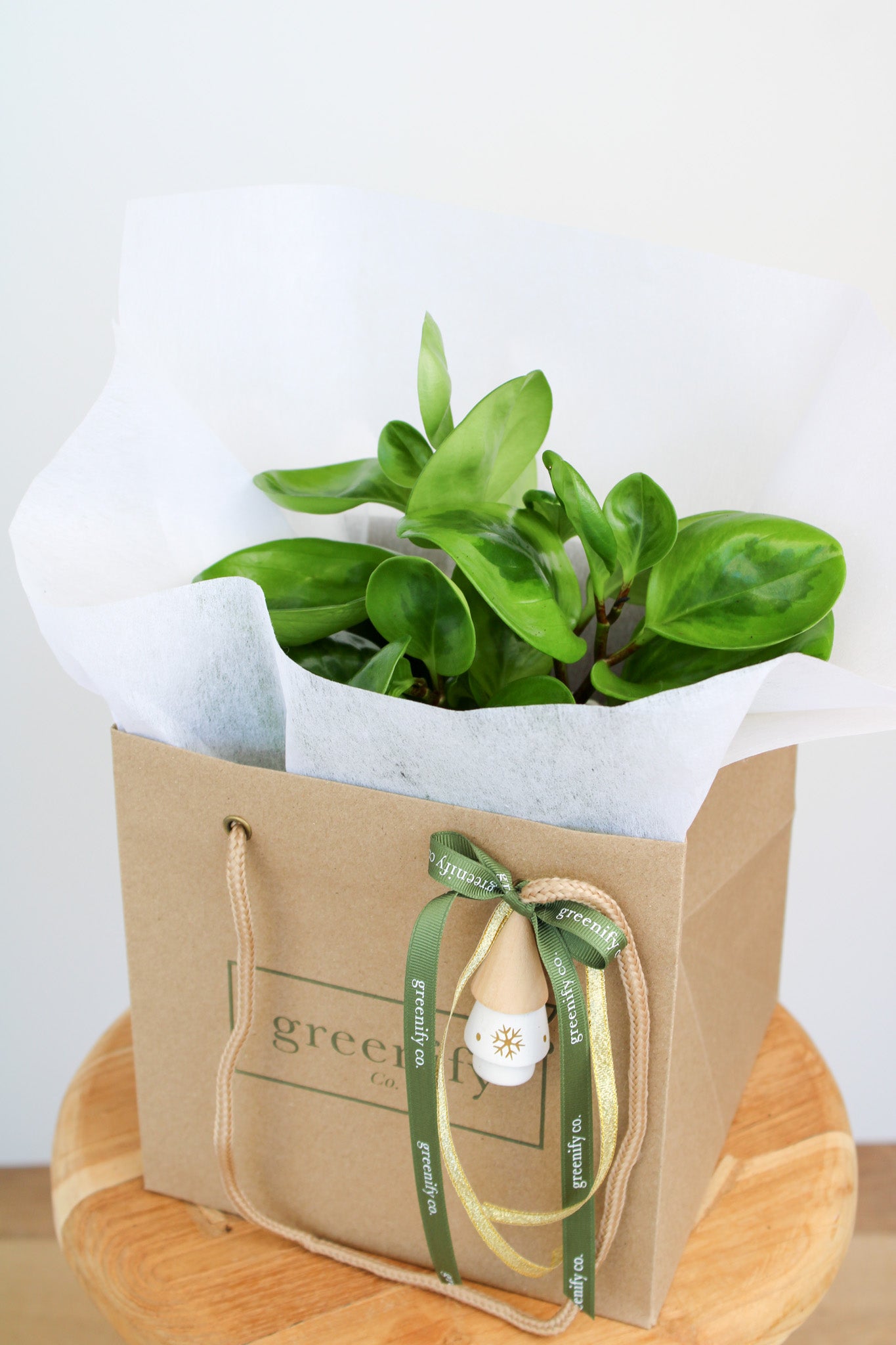 Lemon Lime Peperomia