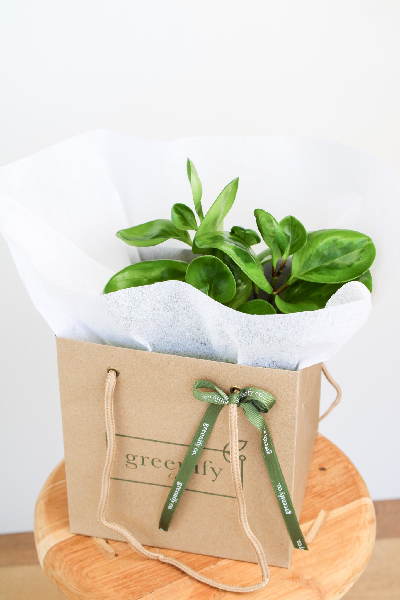 Lemon Lime Peperomia