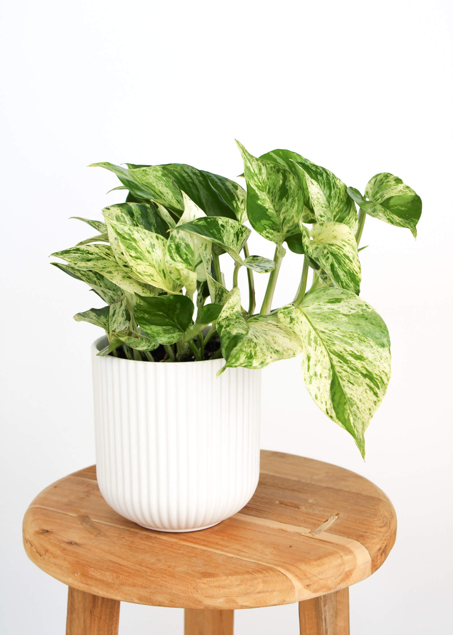 Marble Queen Pothos