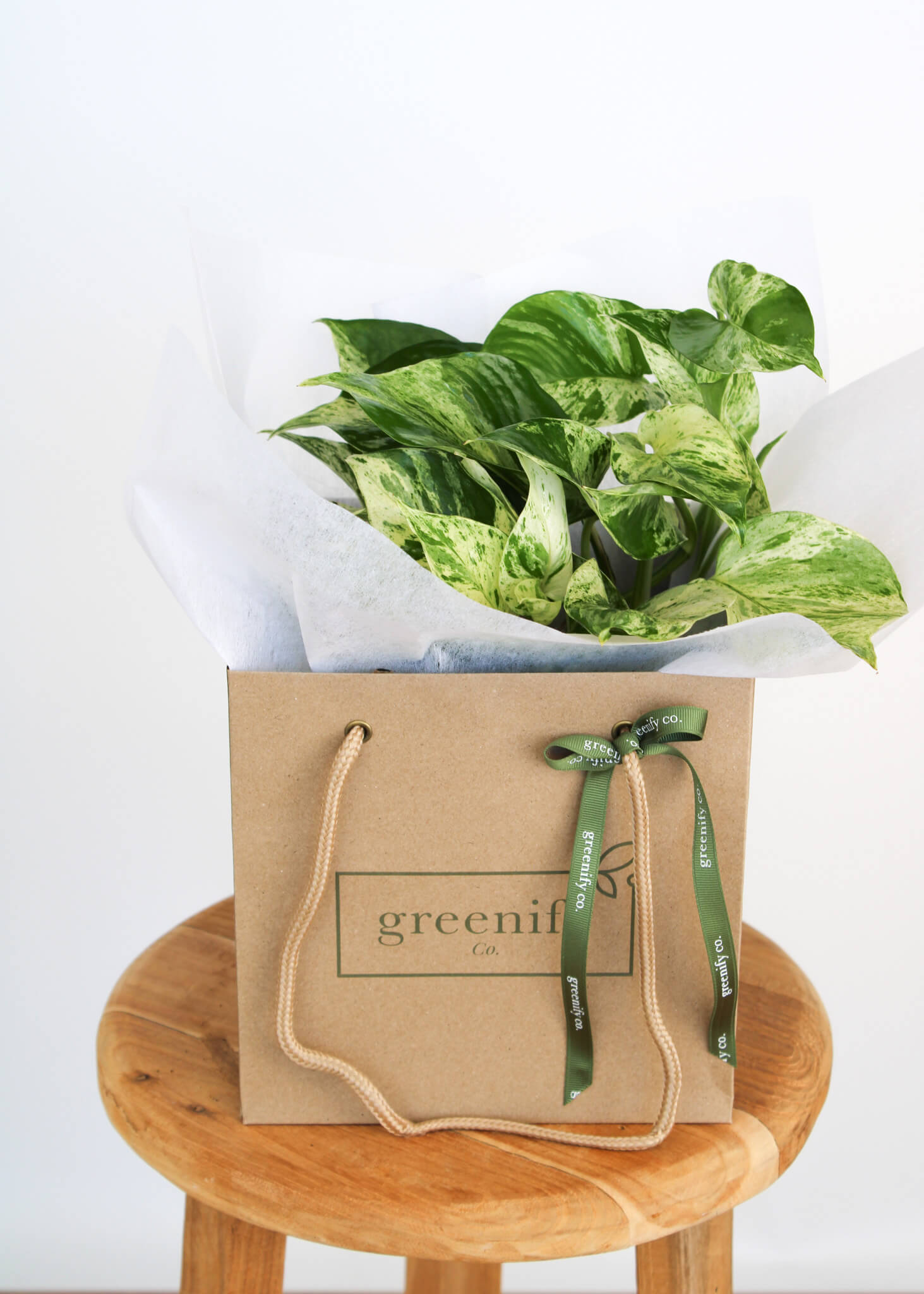 Marble Queen Pothos