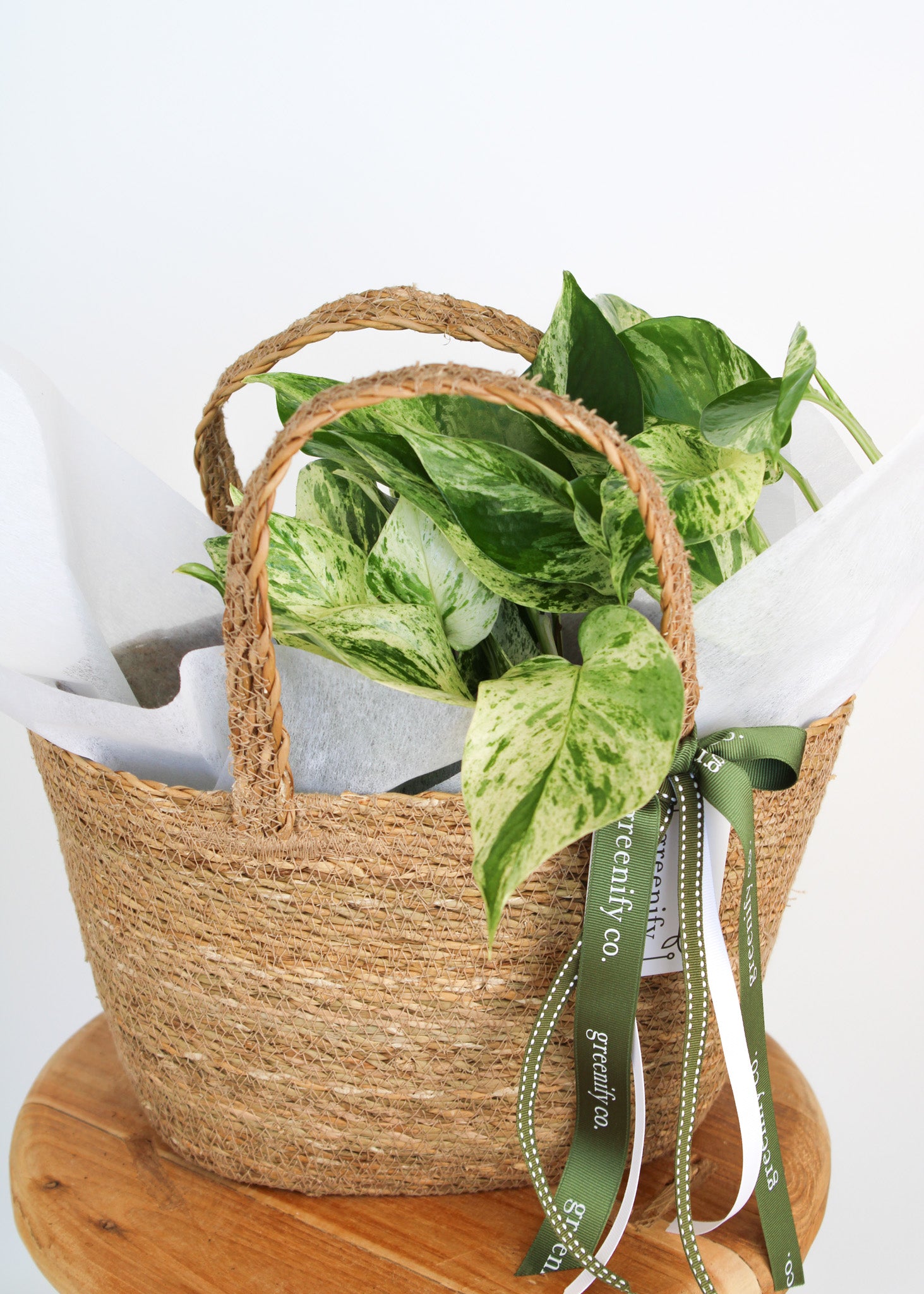 Marble Queen Pothos