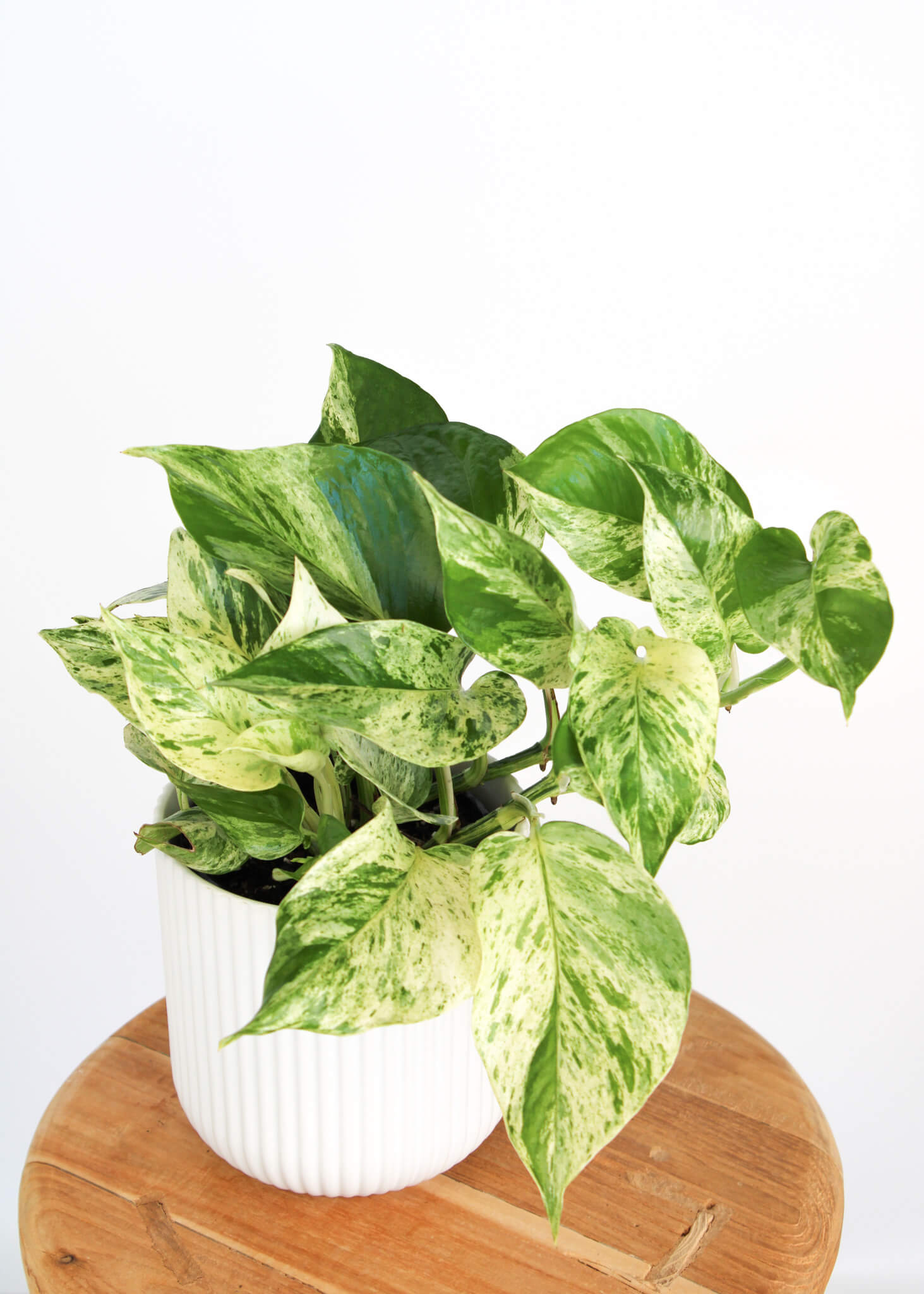 Marble Queen Pothos