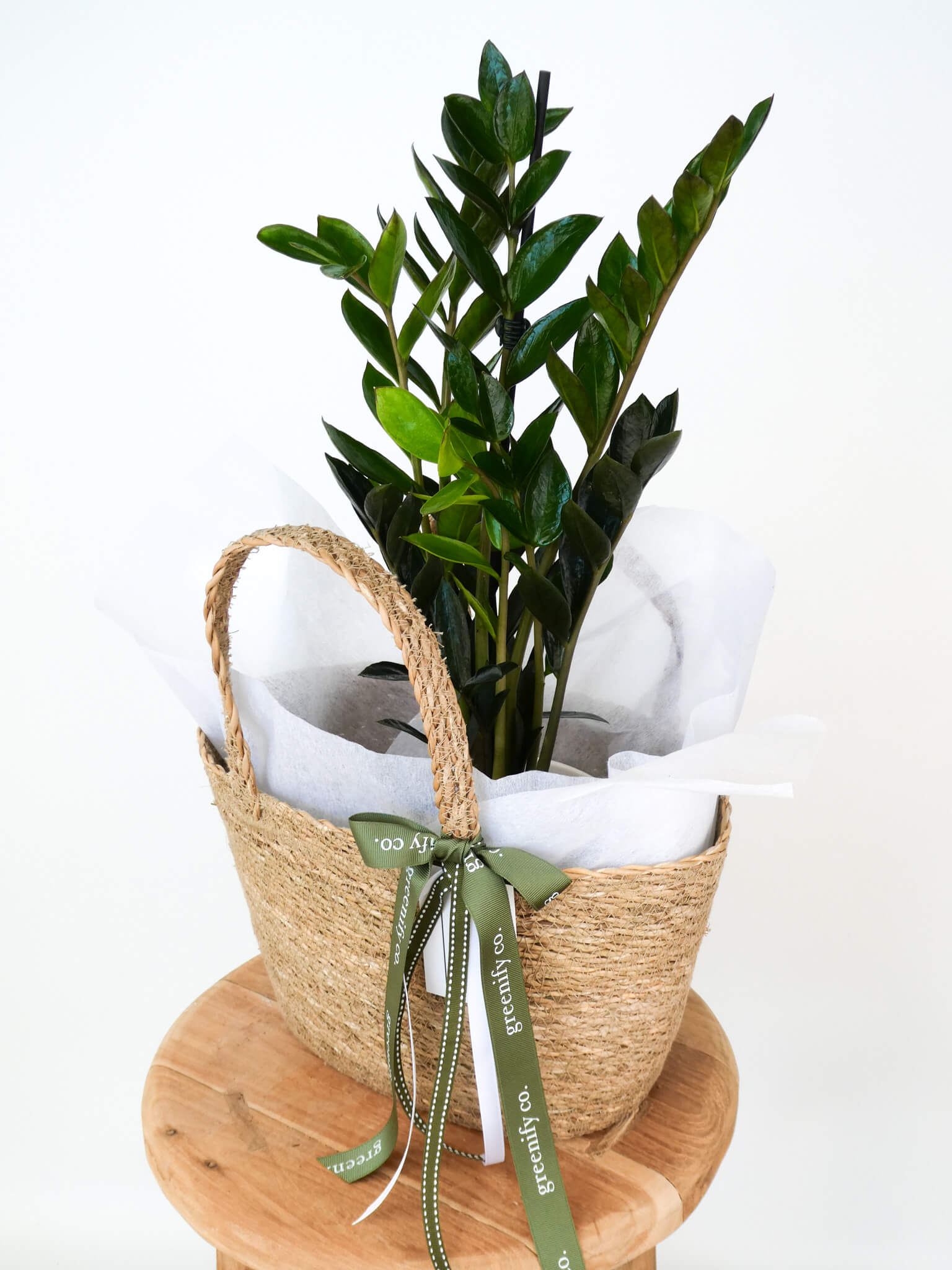 A micro zz plant in a woven straw basket with white tissue paper and a green ribbon, displayed on a round wooden stool against a white background.