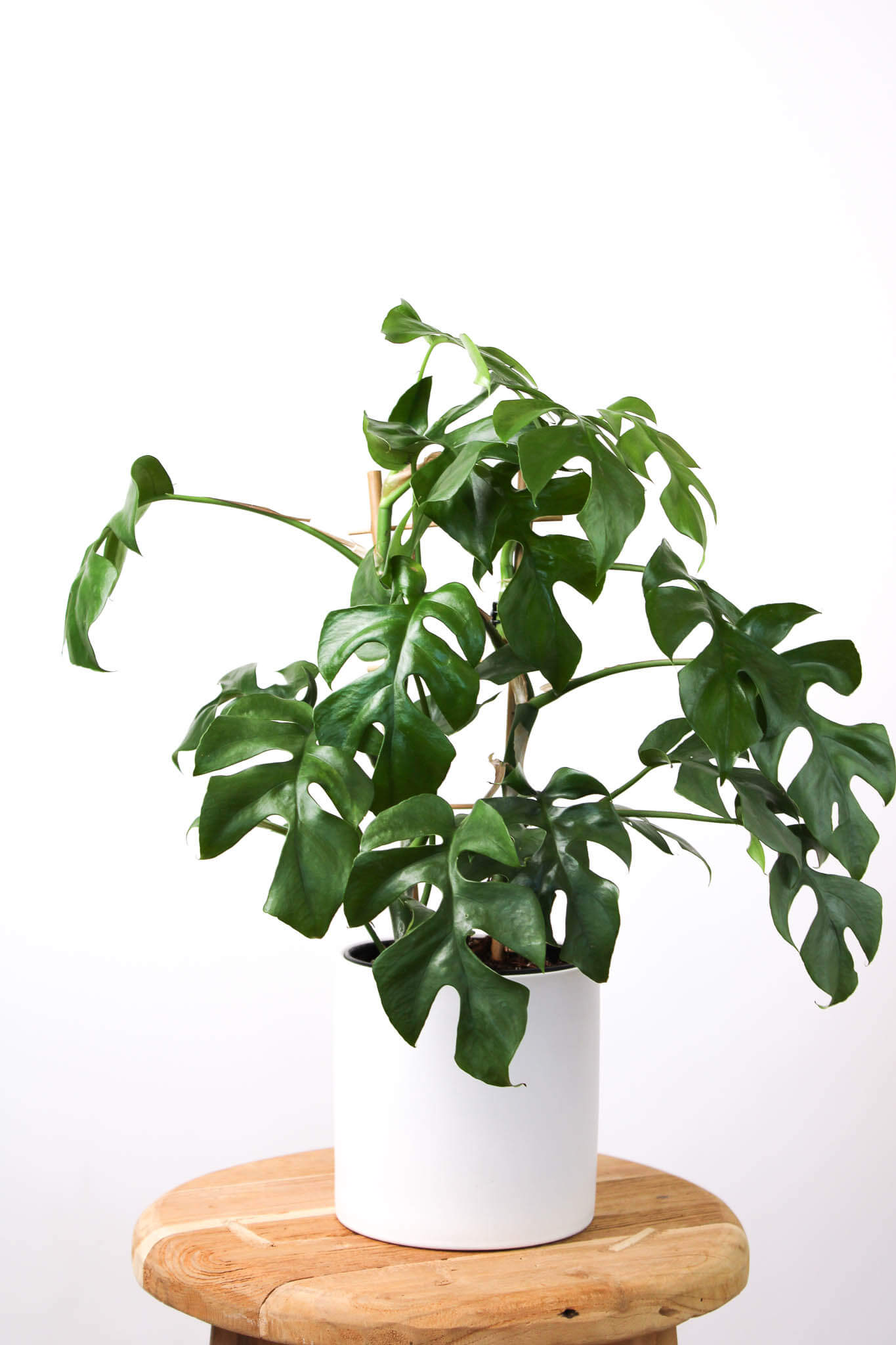 Mini Monstera