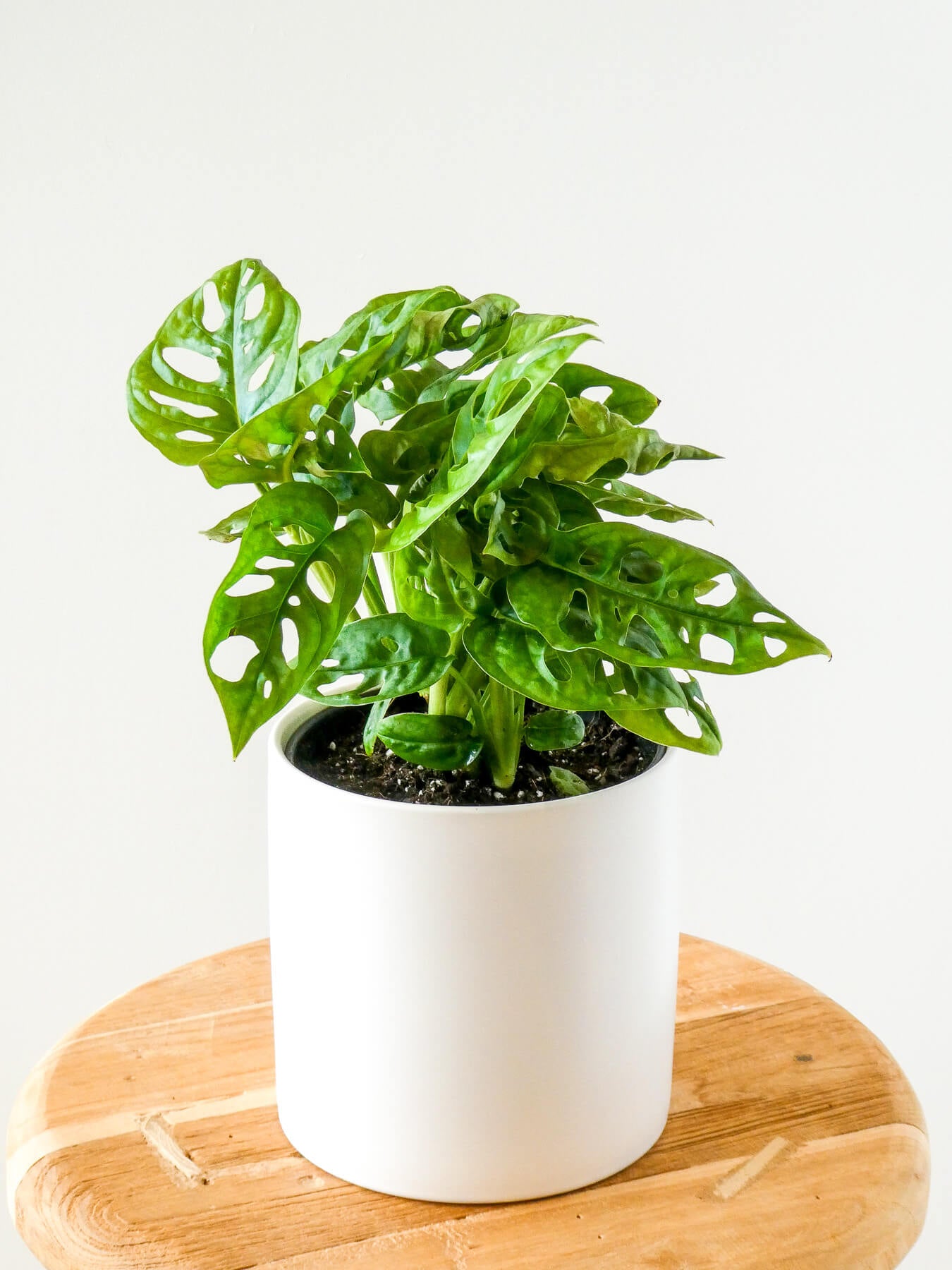 Monkey Mask House Plant in White Pot