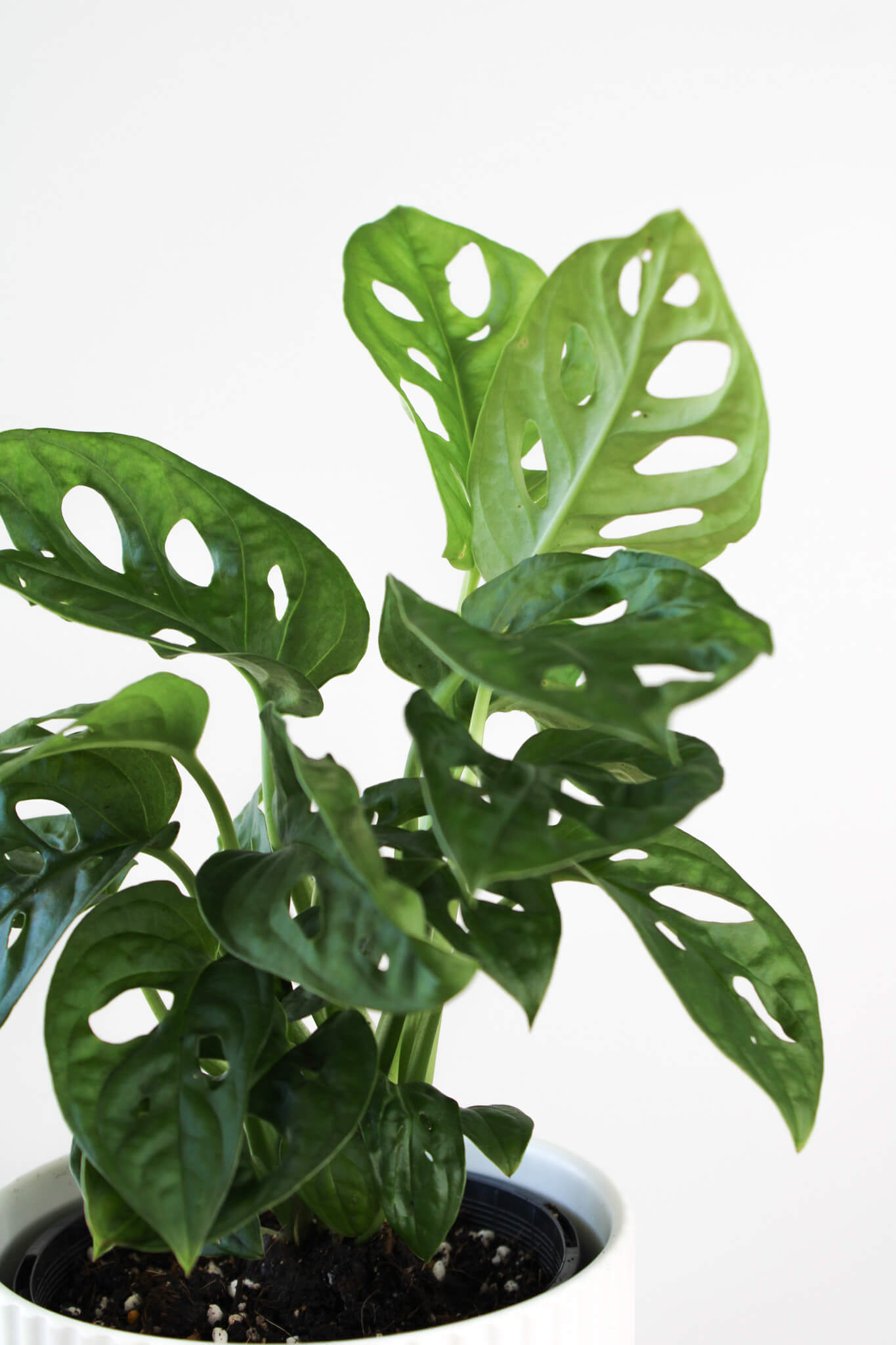 Monkey Mask Monstera