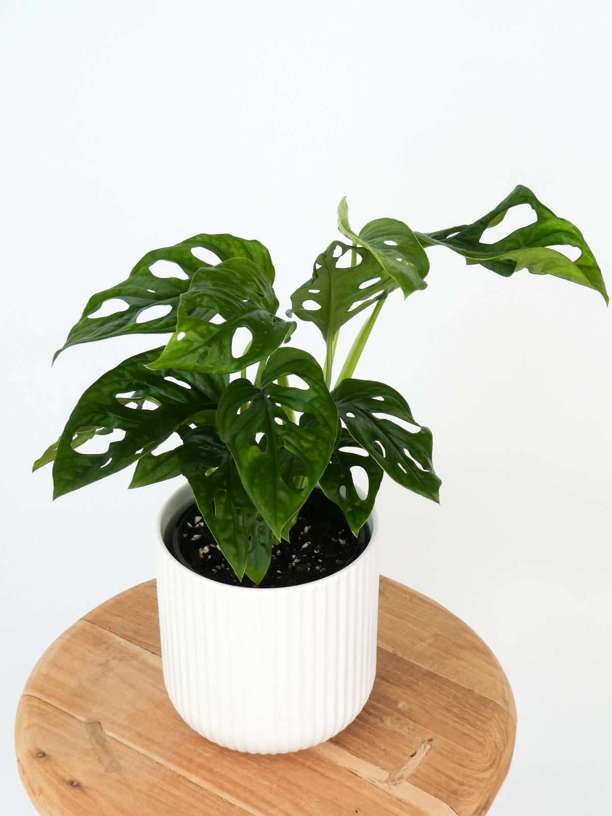A potted monkey mask Monstera plant with distinctive split and perforated leaves, in a white ribbed ceramic pot, sitting on a round wooden stool against a plain white background.