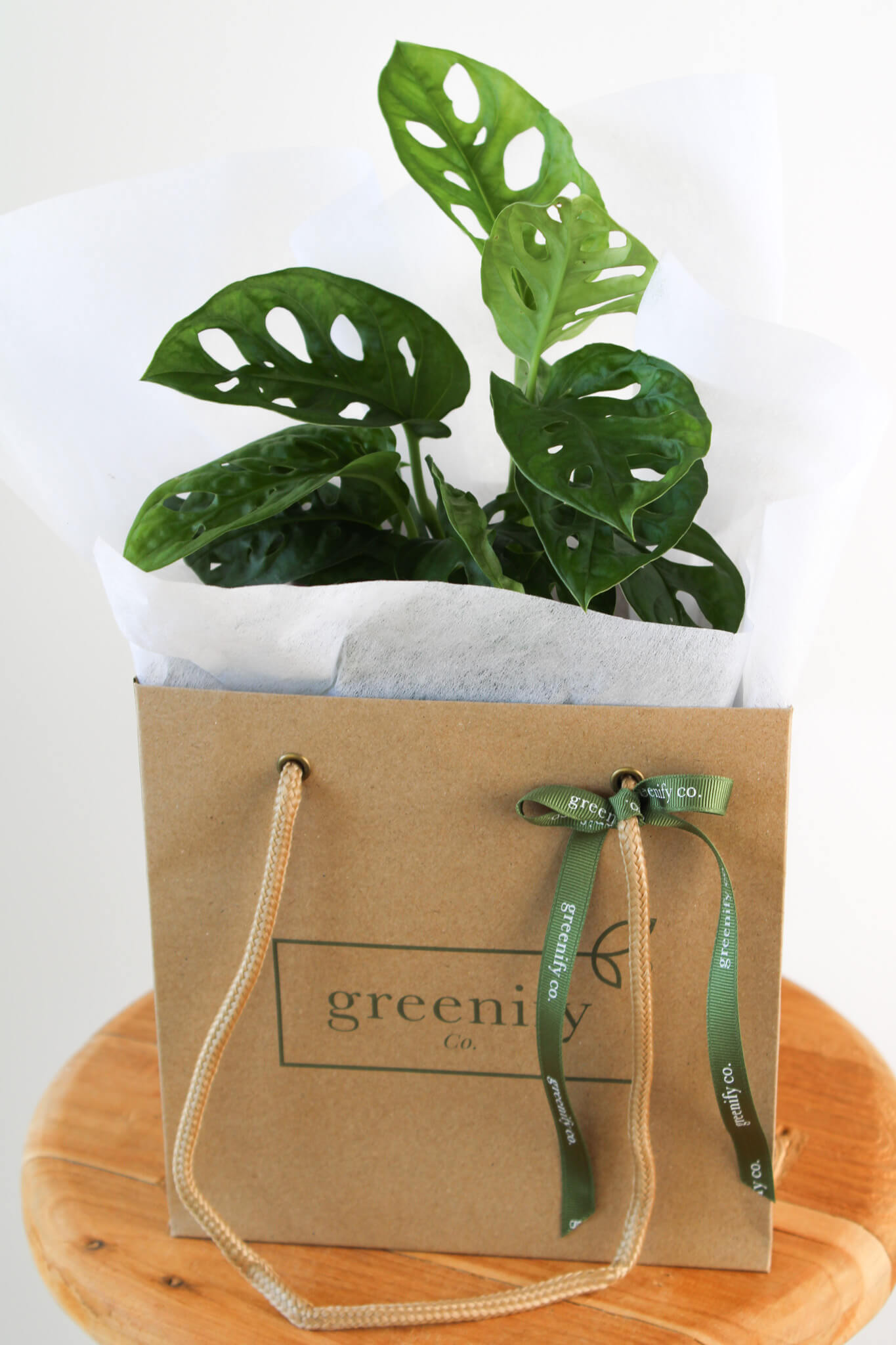 Monkey Mask Monstera