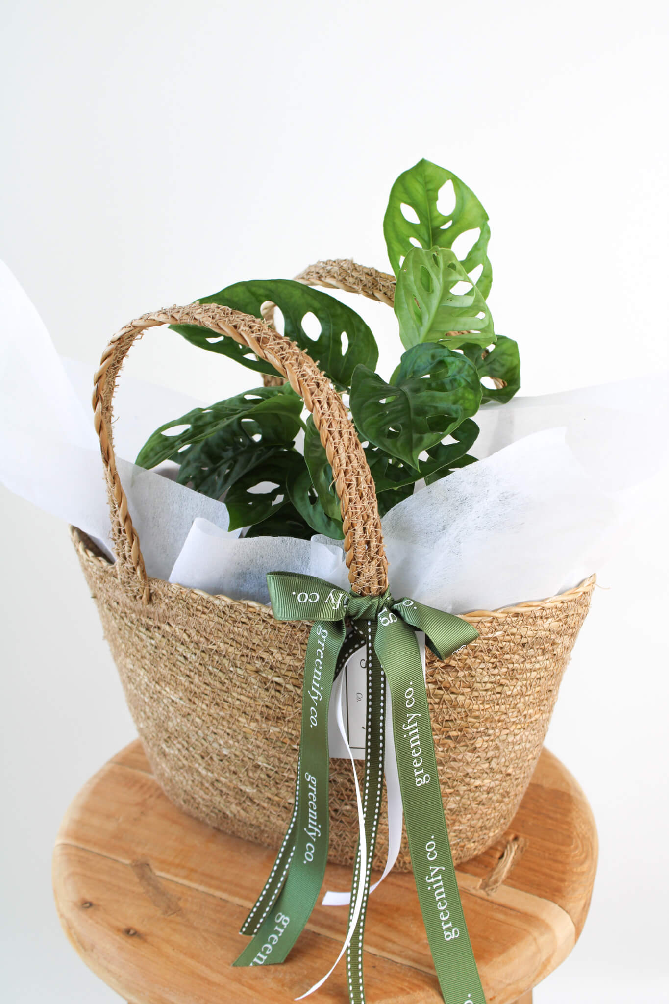 Monkey Mask Monstera