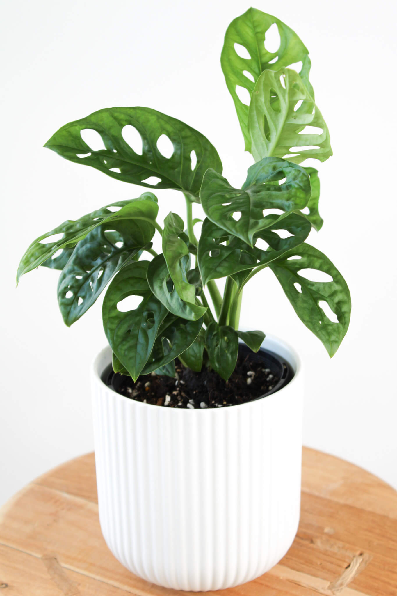 Monkey Mask Monstera