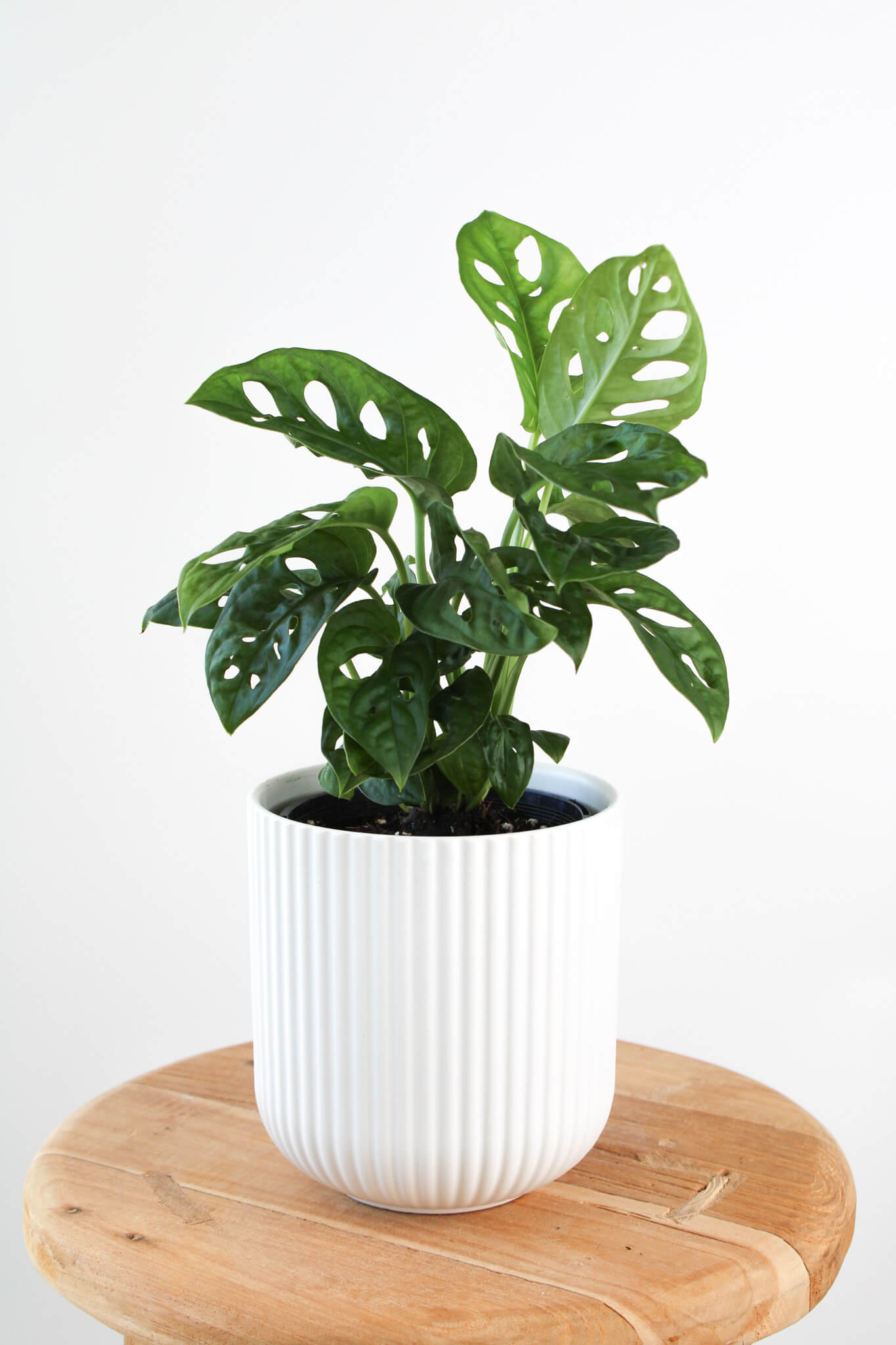 Monkey Mask Monstera