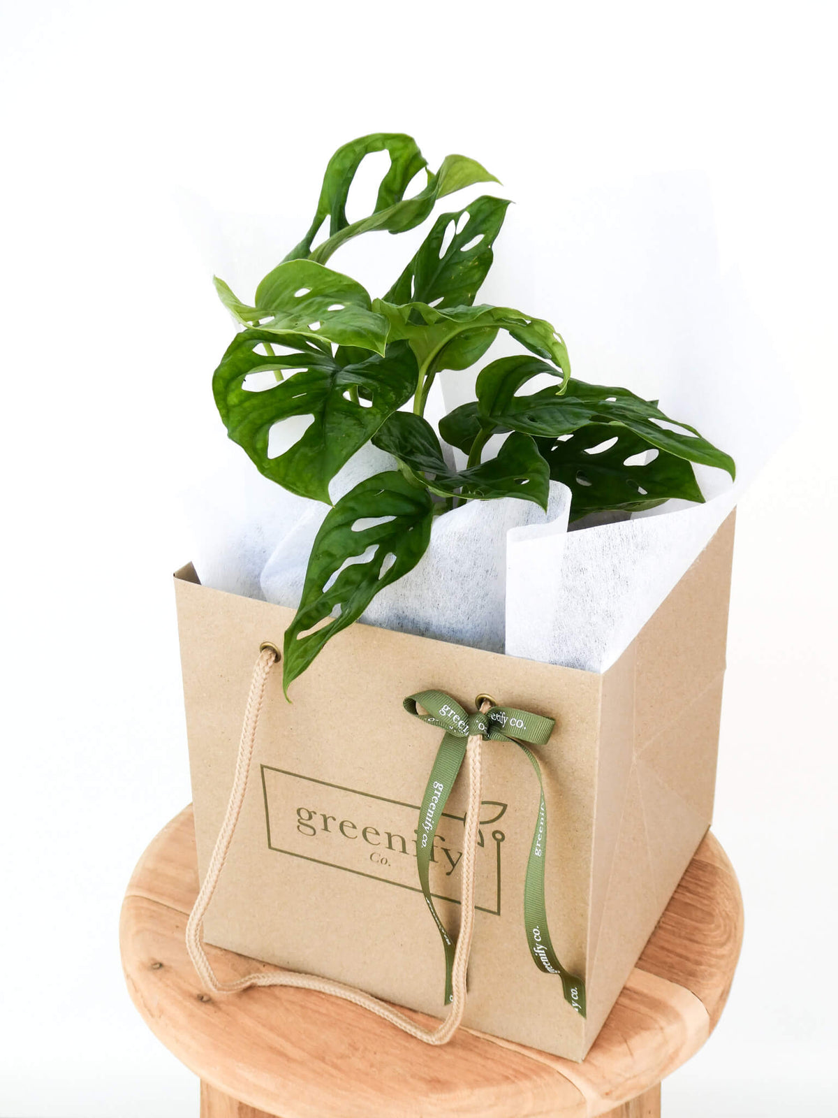 A monkey mask monstera plant wrapped in white tissue paper and presented in a kraft paper gift bag with a green ribbon, sitting on a round wooden stool against a white background.
